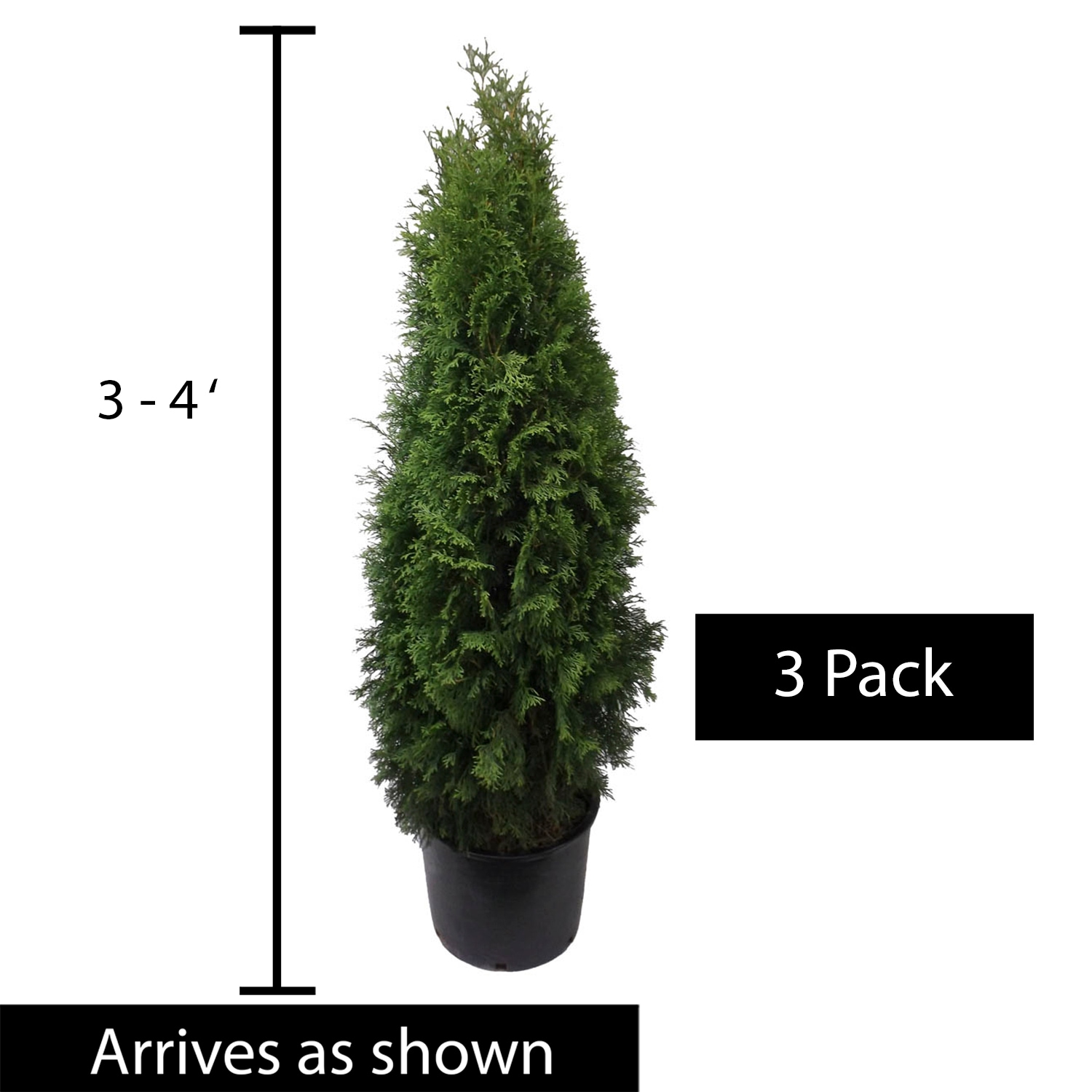 Spring Hill Nurseries 92986 shrubs - View #4
