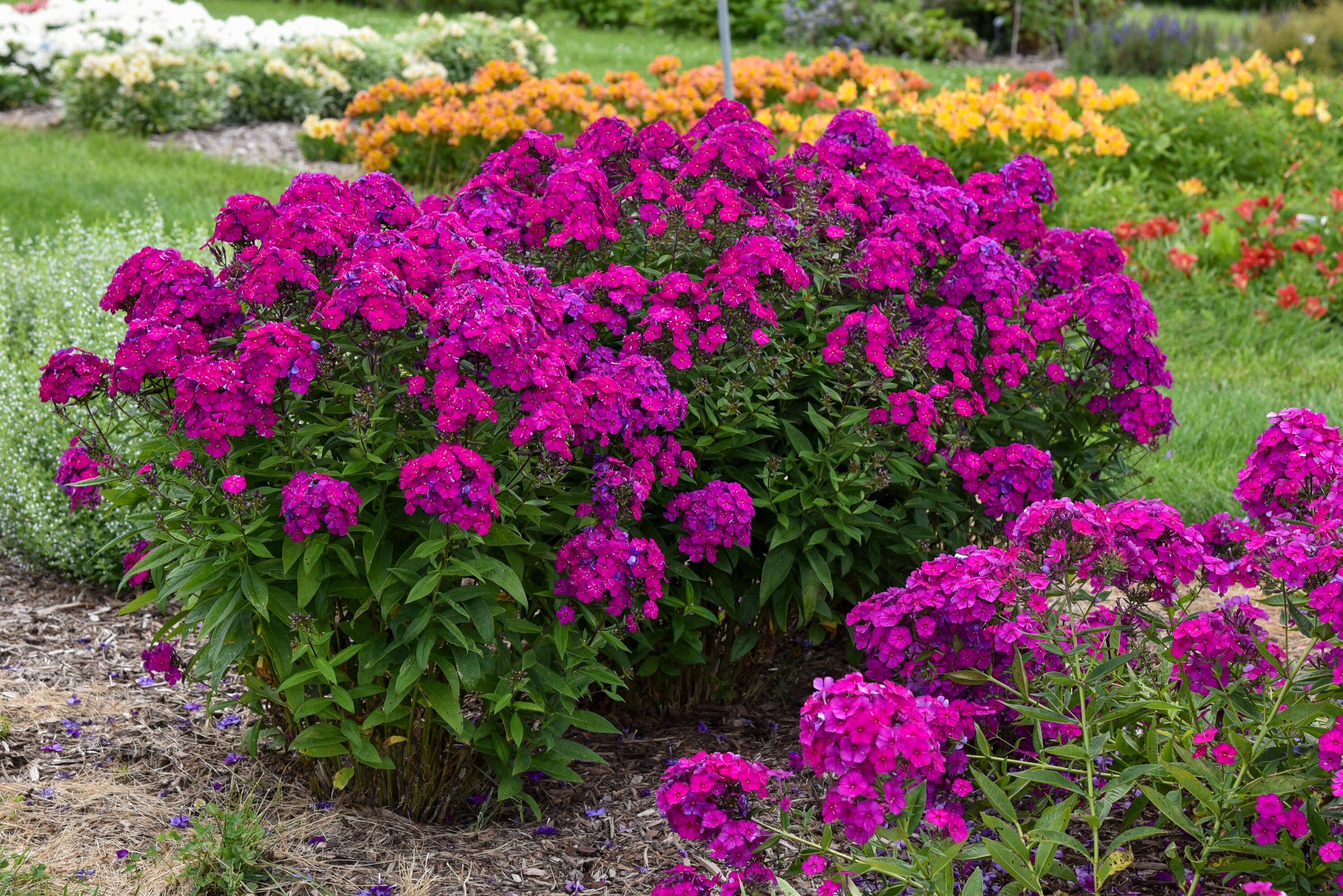 Proven Winners PHLPWP3016102 perennials - View #4
