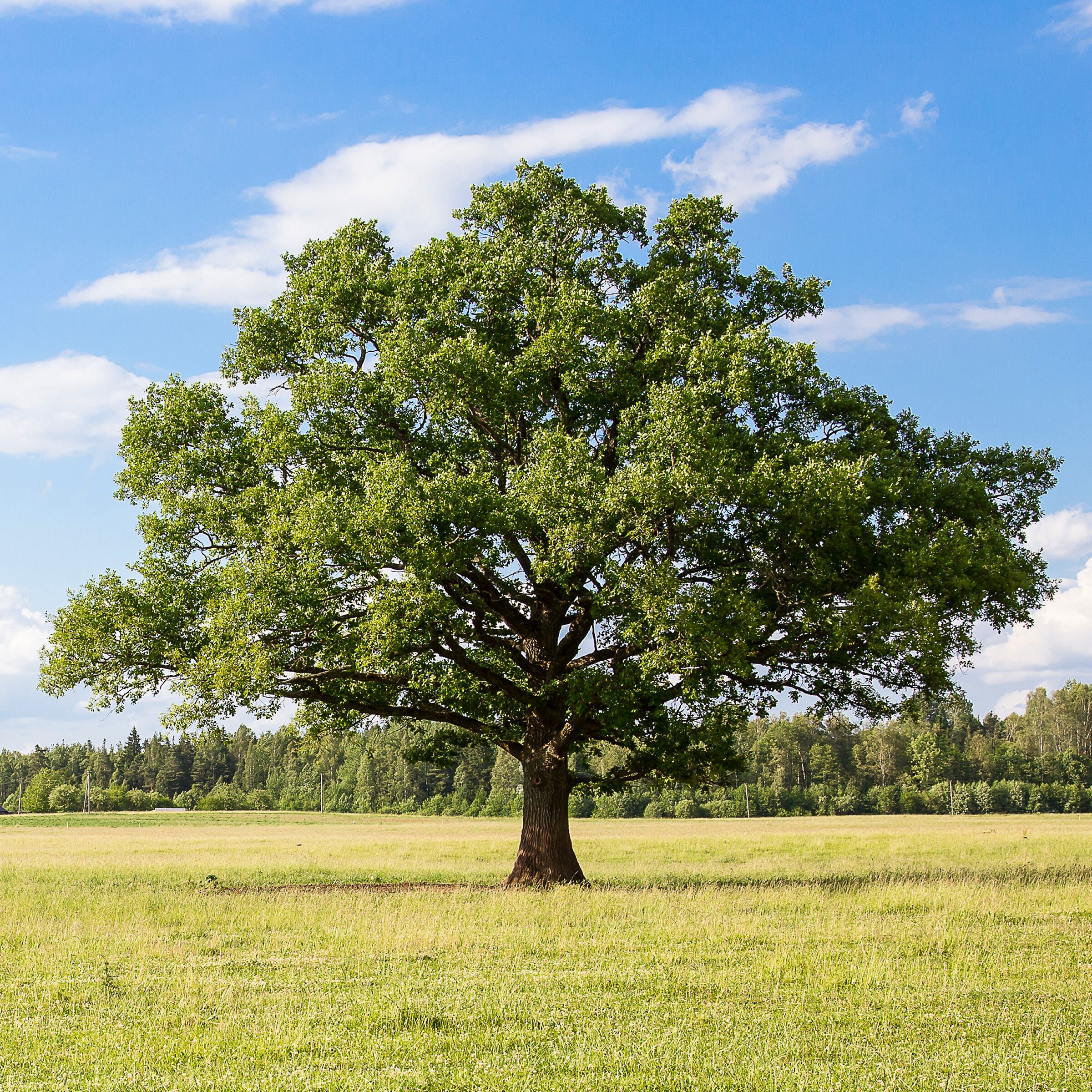 National Plant Network LW7098 trees - View #4