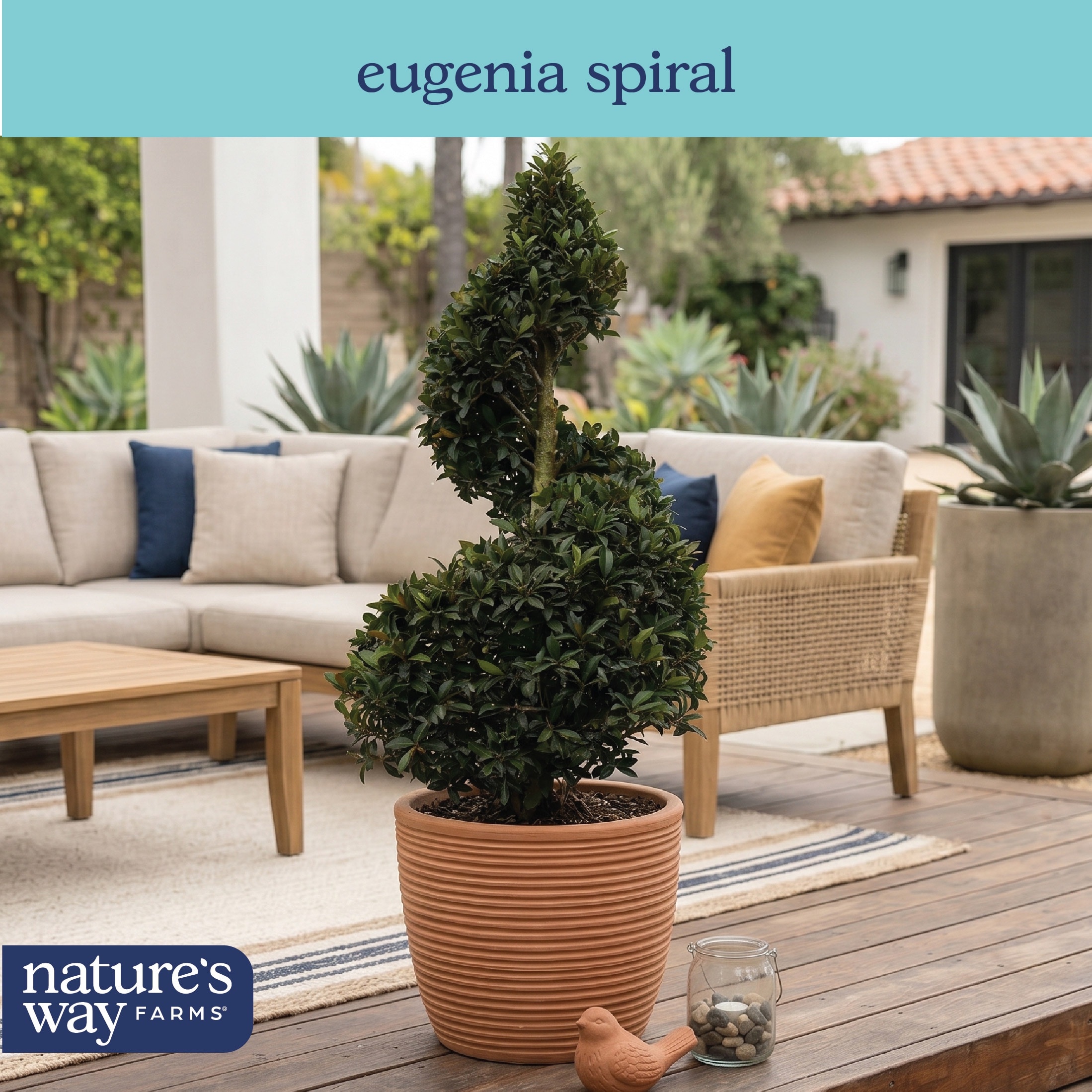 Lowe's NURSERY shrubs - View #4