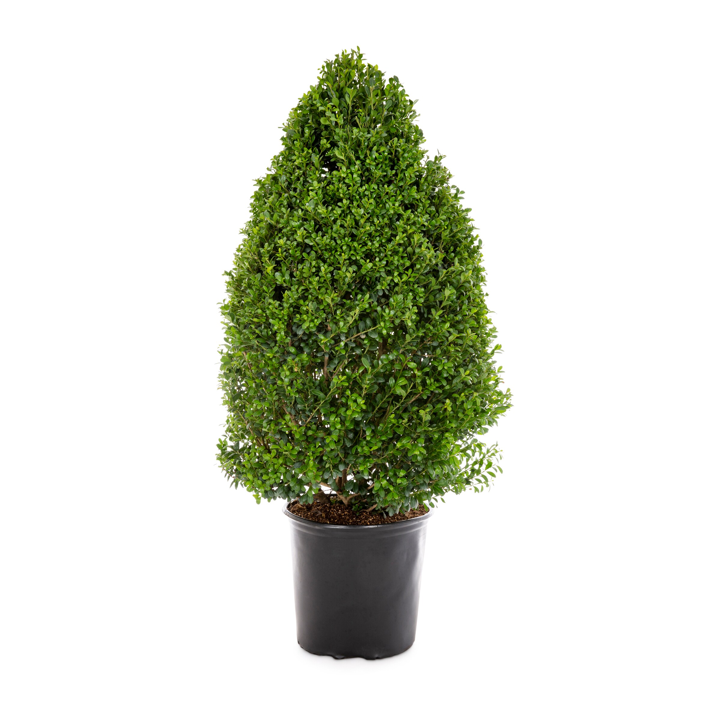 Green Coned Dwarf Japanese Holly Feature Shrub in 2.25-Gallon Pot in ...