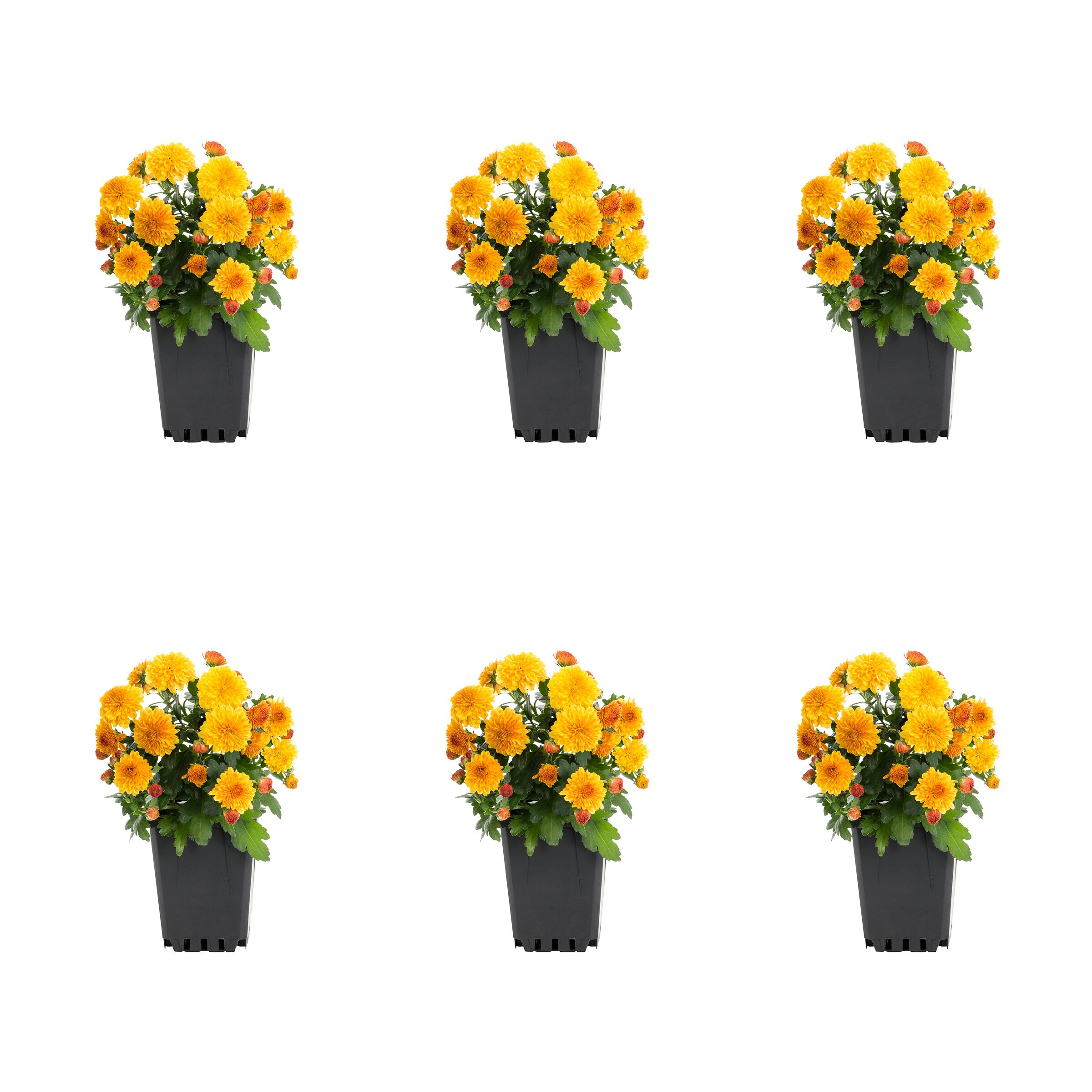 Metrolina Greenhouses 5203 Orange Mum in 1 Pint Pot 6 -Pack
