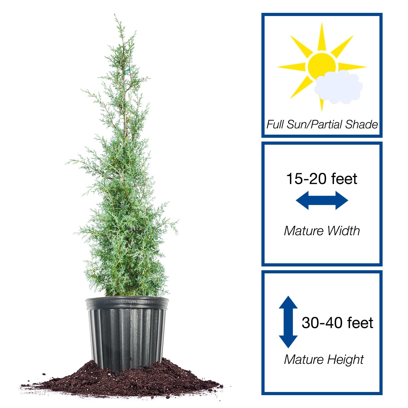 Perfect Plants LOCASAPPHIRECYPRES3G trees - View #2