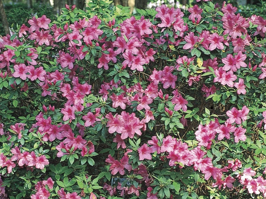  FORMOSA PURPLE Purple Formosa Azalea Flowering Shrub In Pot (With Soil)