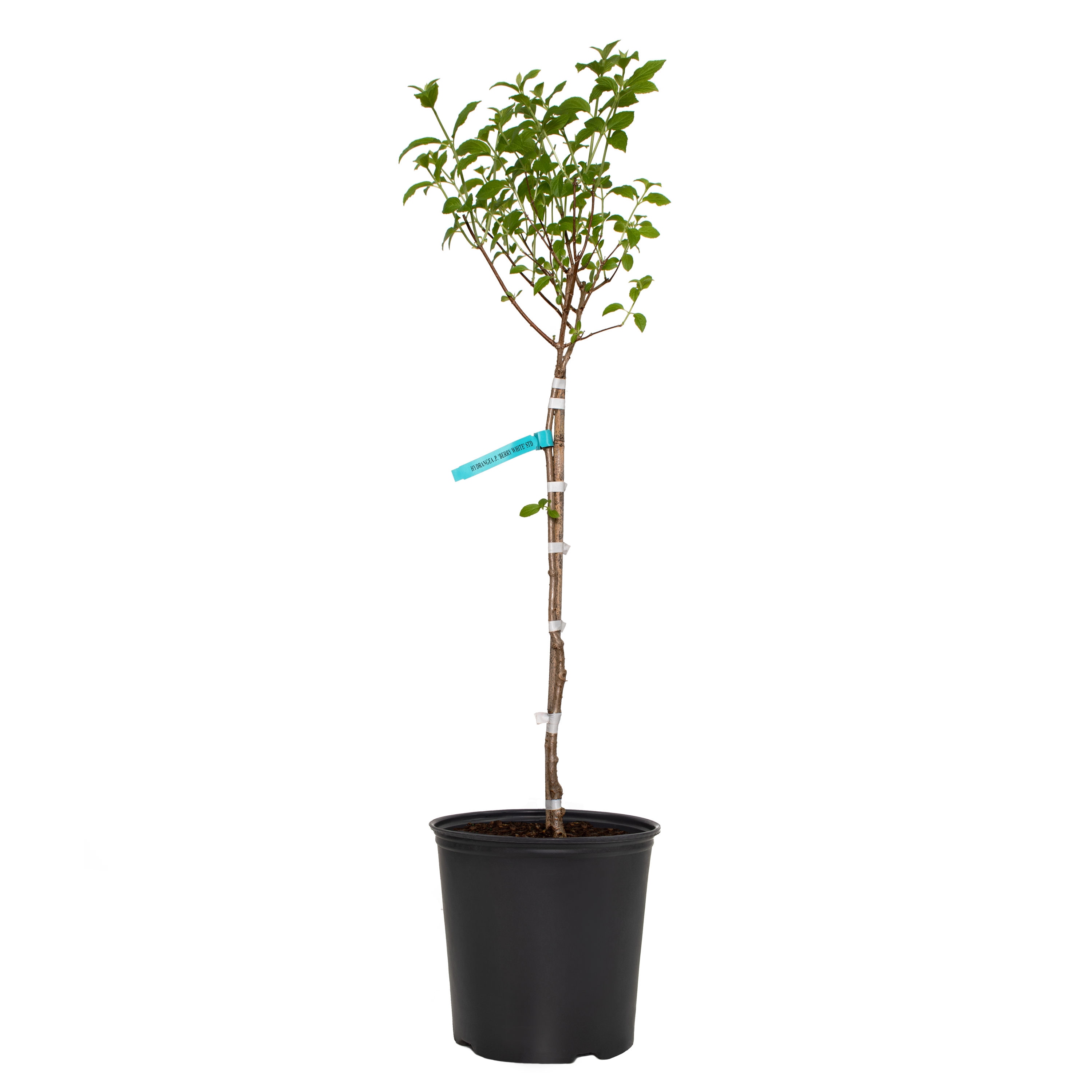 National Plant Network LW1345 Hydrangea Phantom Tree Flowering Shrub in 2 -Gallon Pot 1.0 -Pack with White Blooms