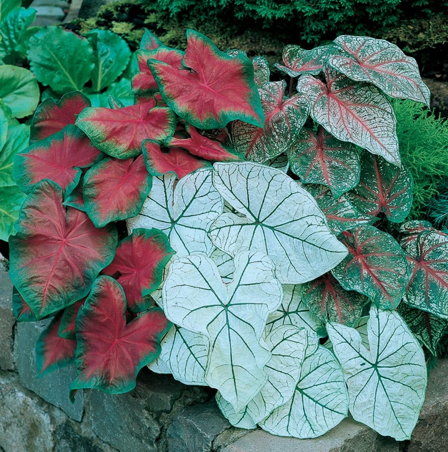 Lowe's NURSERY Caladium Planter