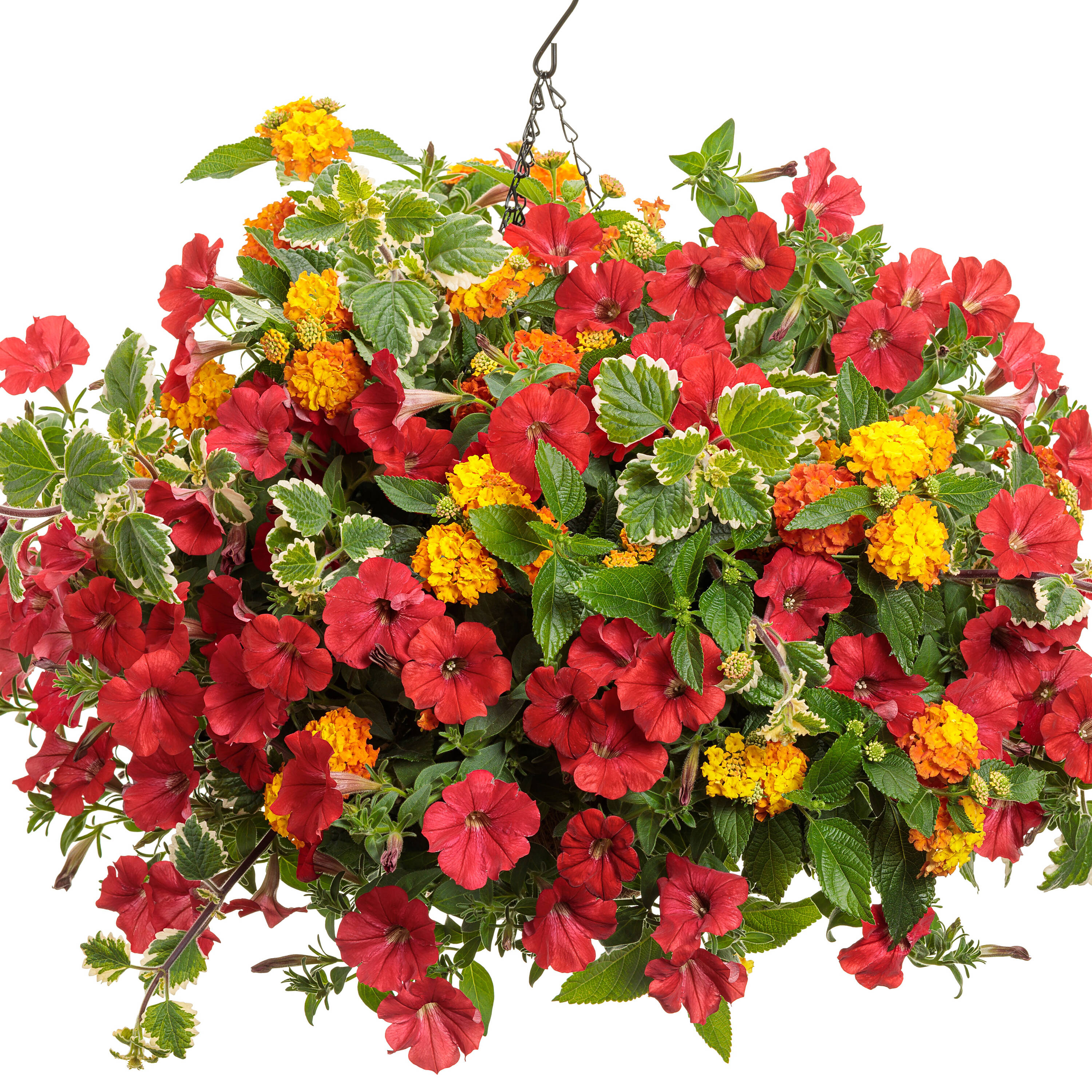 Proven Winners SUPPRW1467504 annuals - View #3