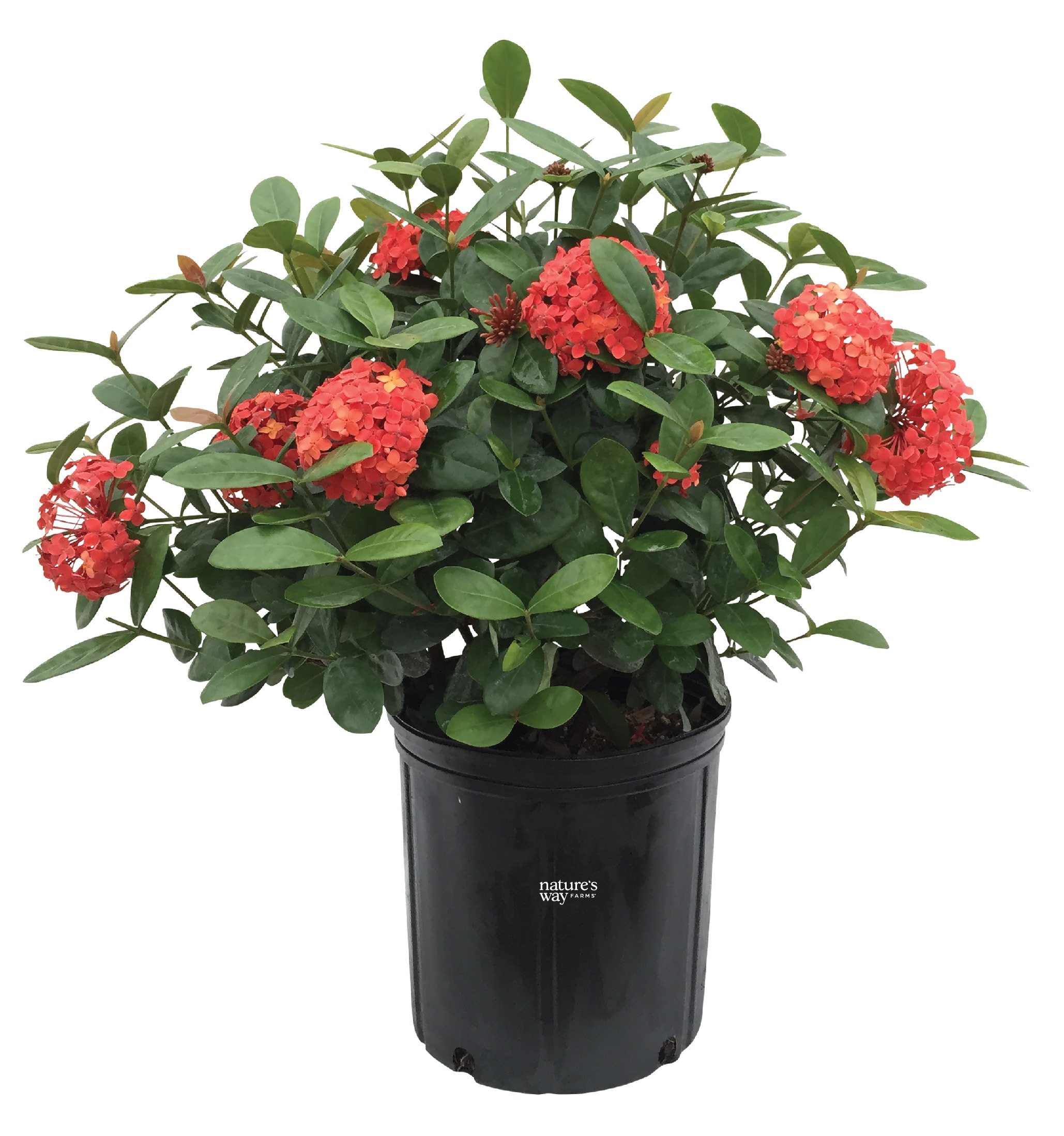  4925 Red Jungle geranium Plant in 10 -in Pot 1 -Pack