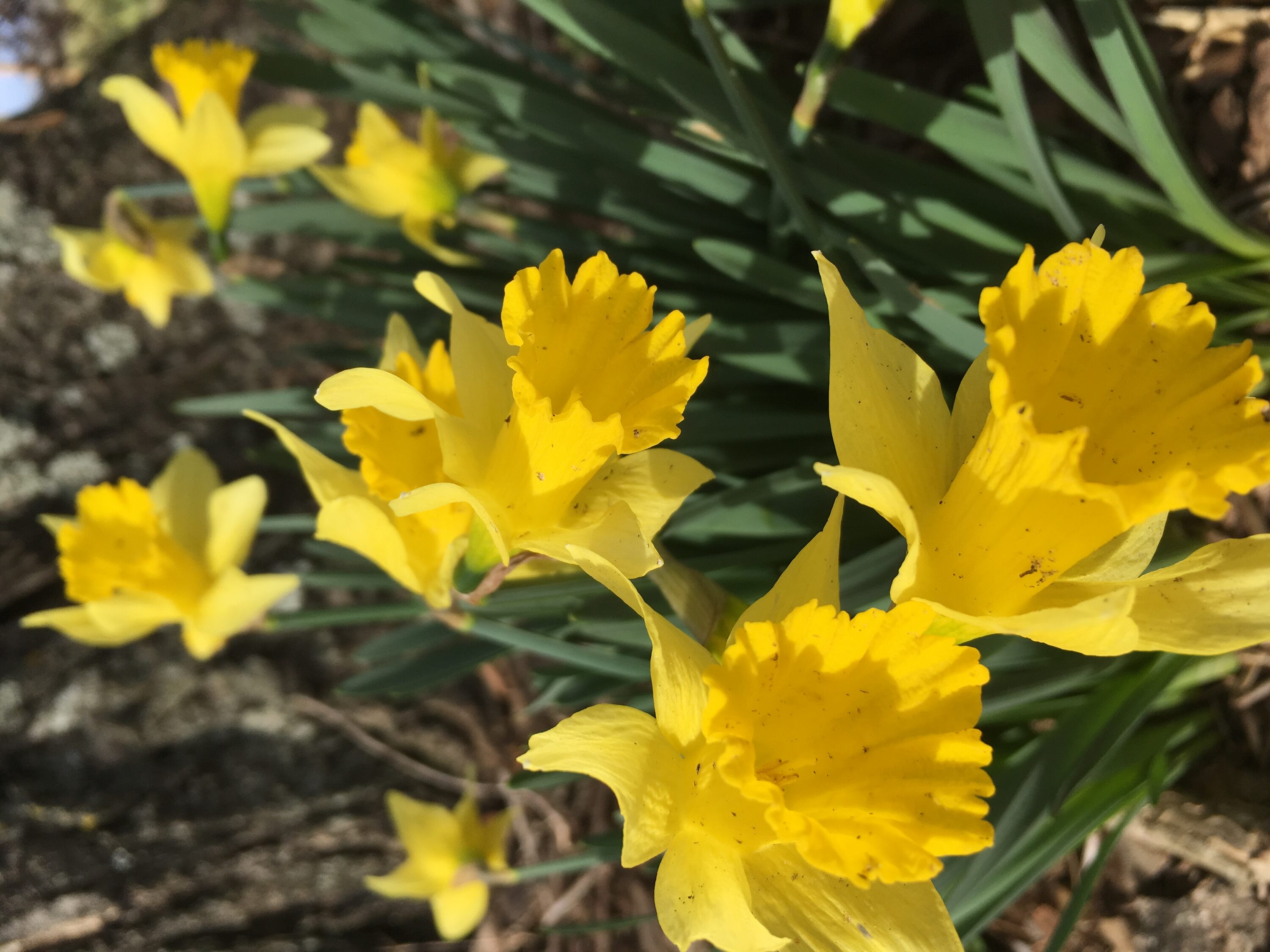 Daylily Nursery 21634 Yellow Dutch Master Daffodil Plant in 50 -Pack Bareroot 1 -Pack