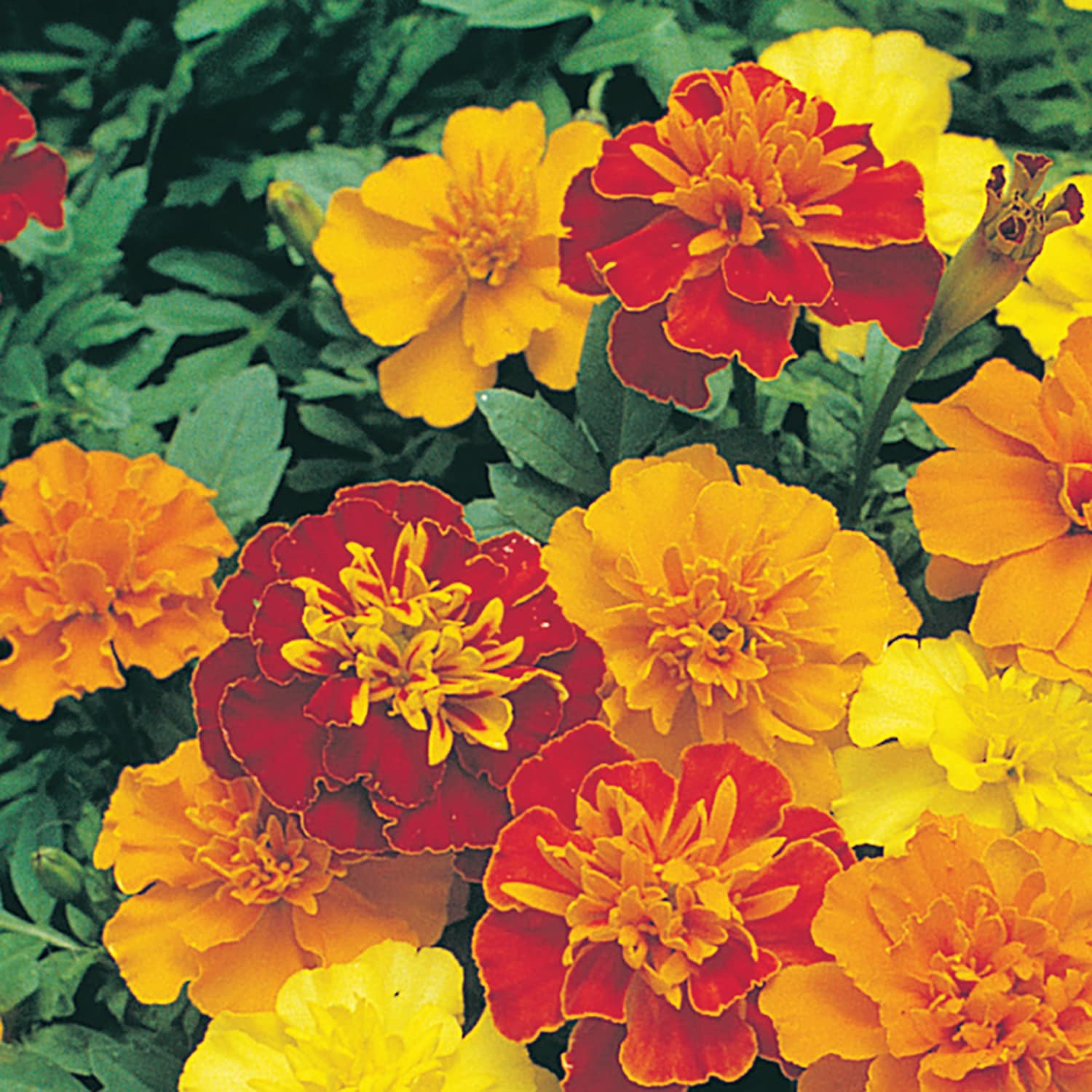 Ferry-Morse LC25.9505 seeds - View #3