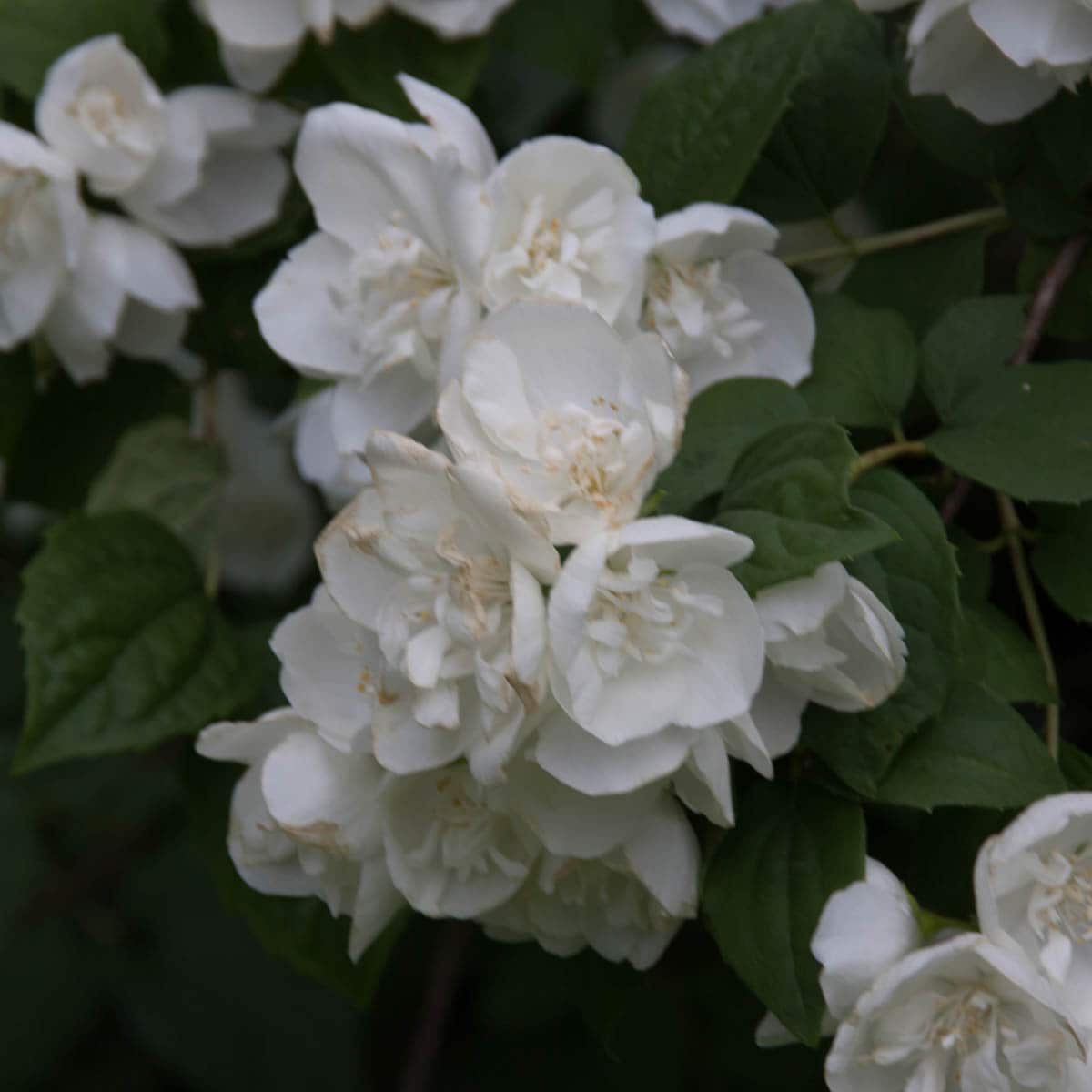 Direct Gardening 96488 shrubs - View #3