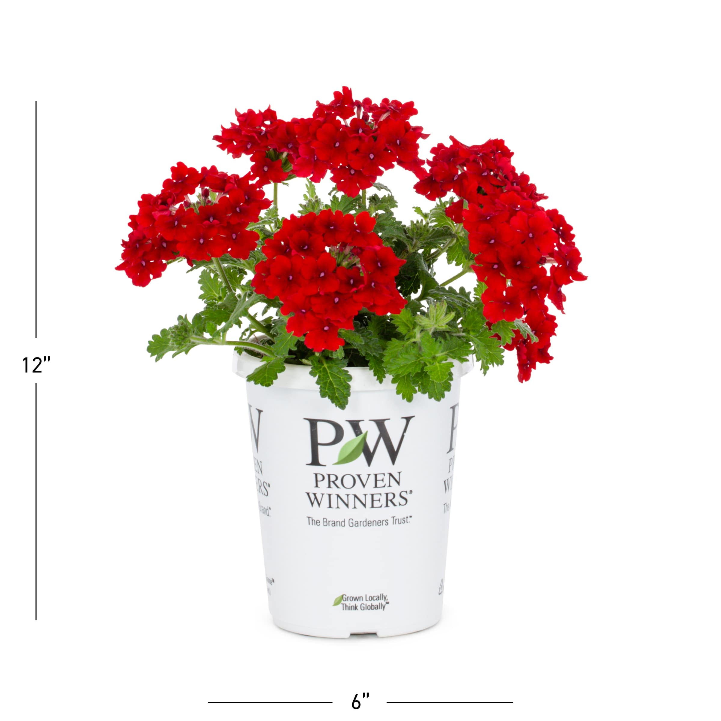 Metrolina Greenhouses Red Verbena in 1.5-Pint Pot 5-Pack in the Annuals ...