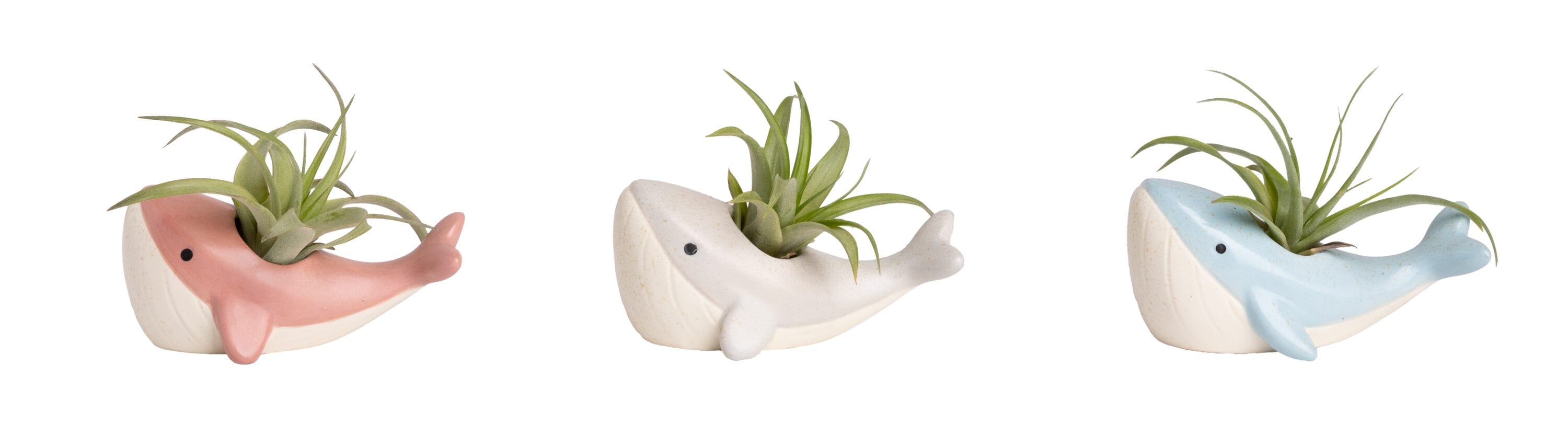 LiveTrends ASB08108 Moby House plant in 1 -Pack Pot 1 -Pack