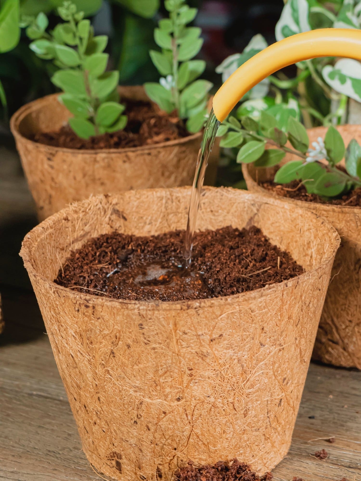 400g coir coconut fiber for top dressing, for house plant, potted plants