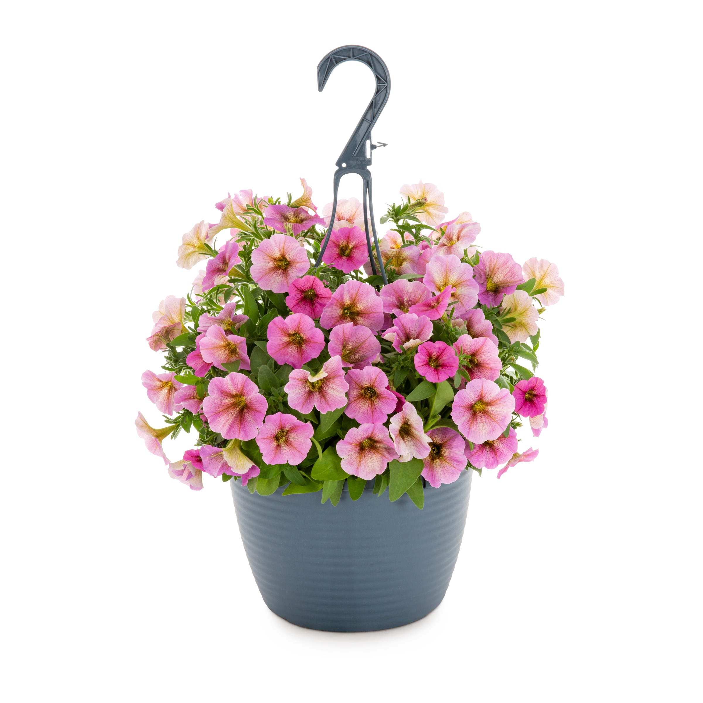 Lowe's 478153 annuals - View #3