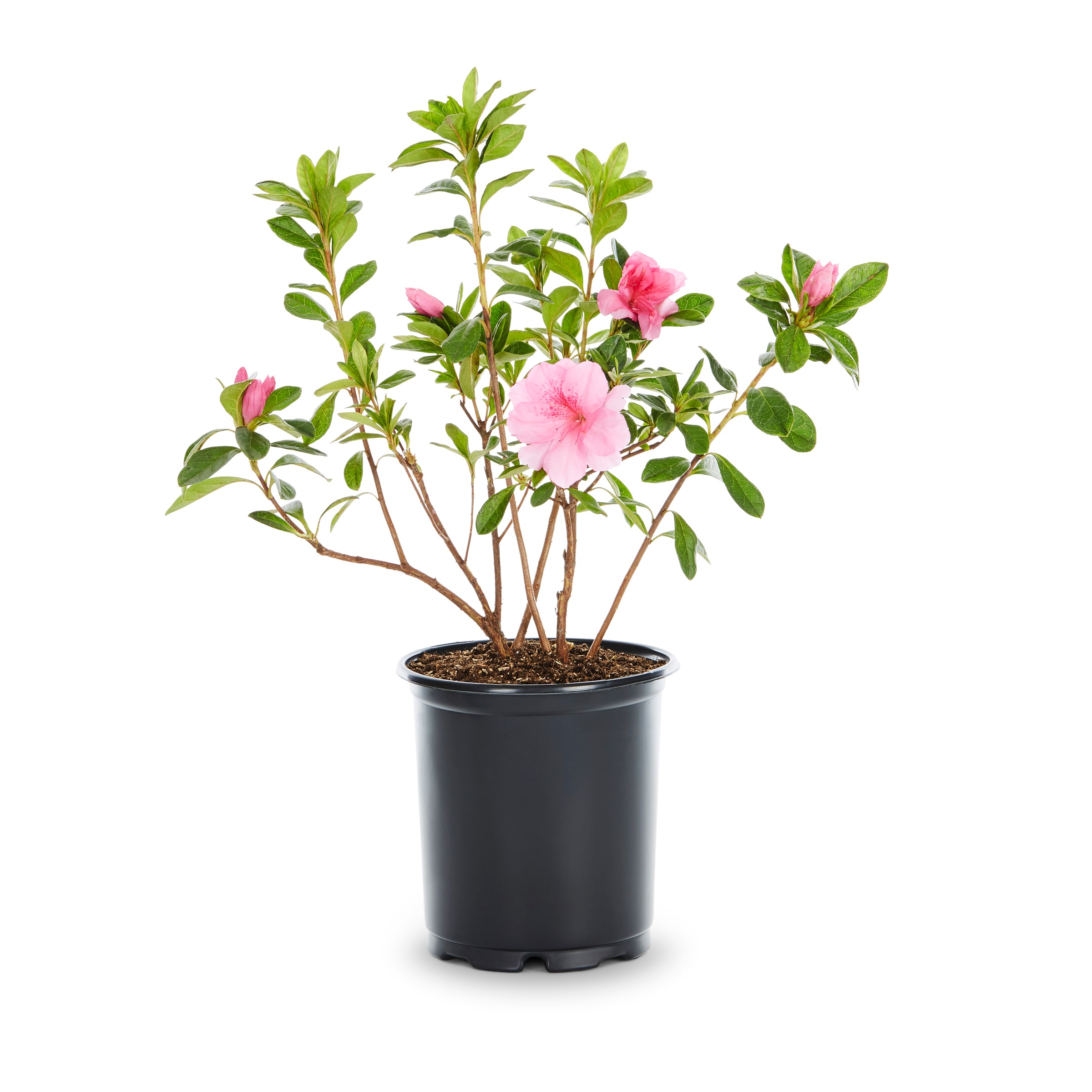 Lowe's 1175QT shrubs - View #3