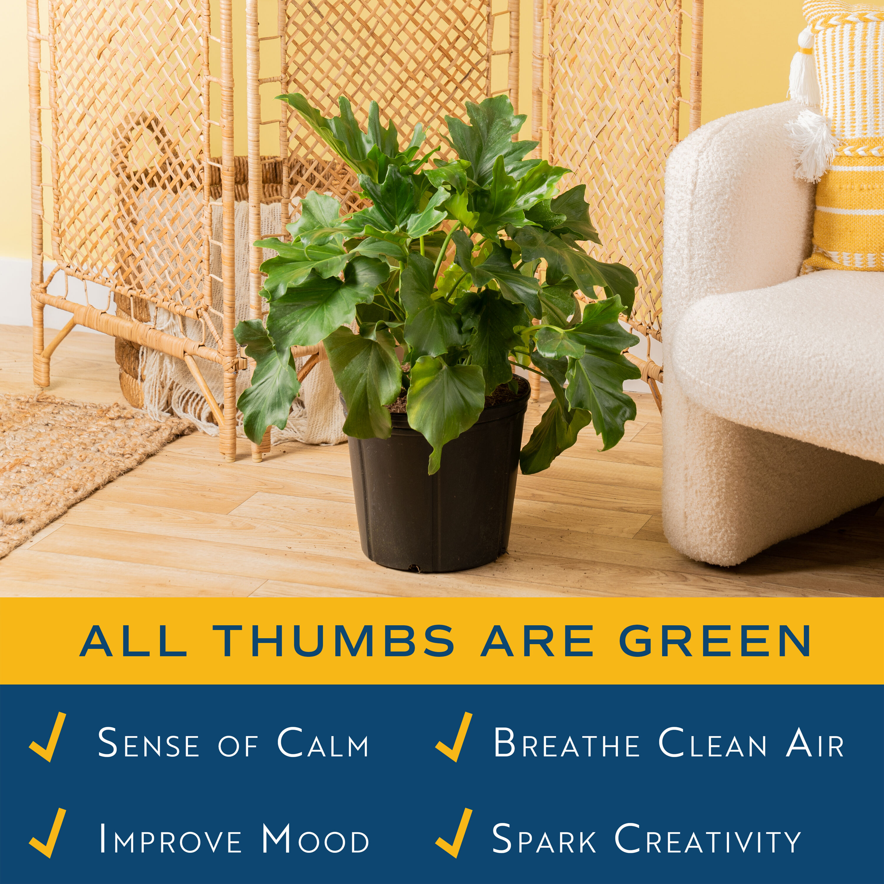 Lowe's 471471 hseplants - View #3