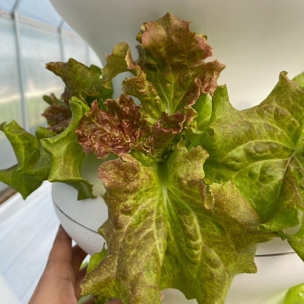 Lettuce Grow SO-SV-12-1474353 Vegetable-Plants - View #11