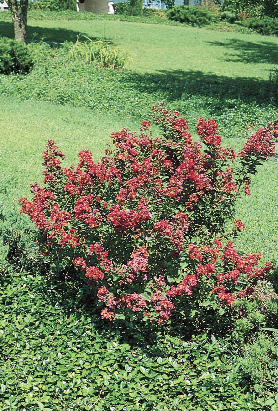 Lowe's NURSERY shrubs - View #2