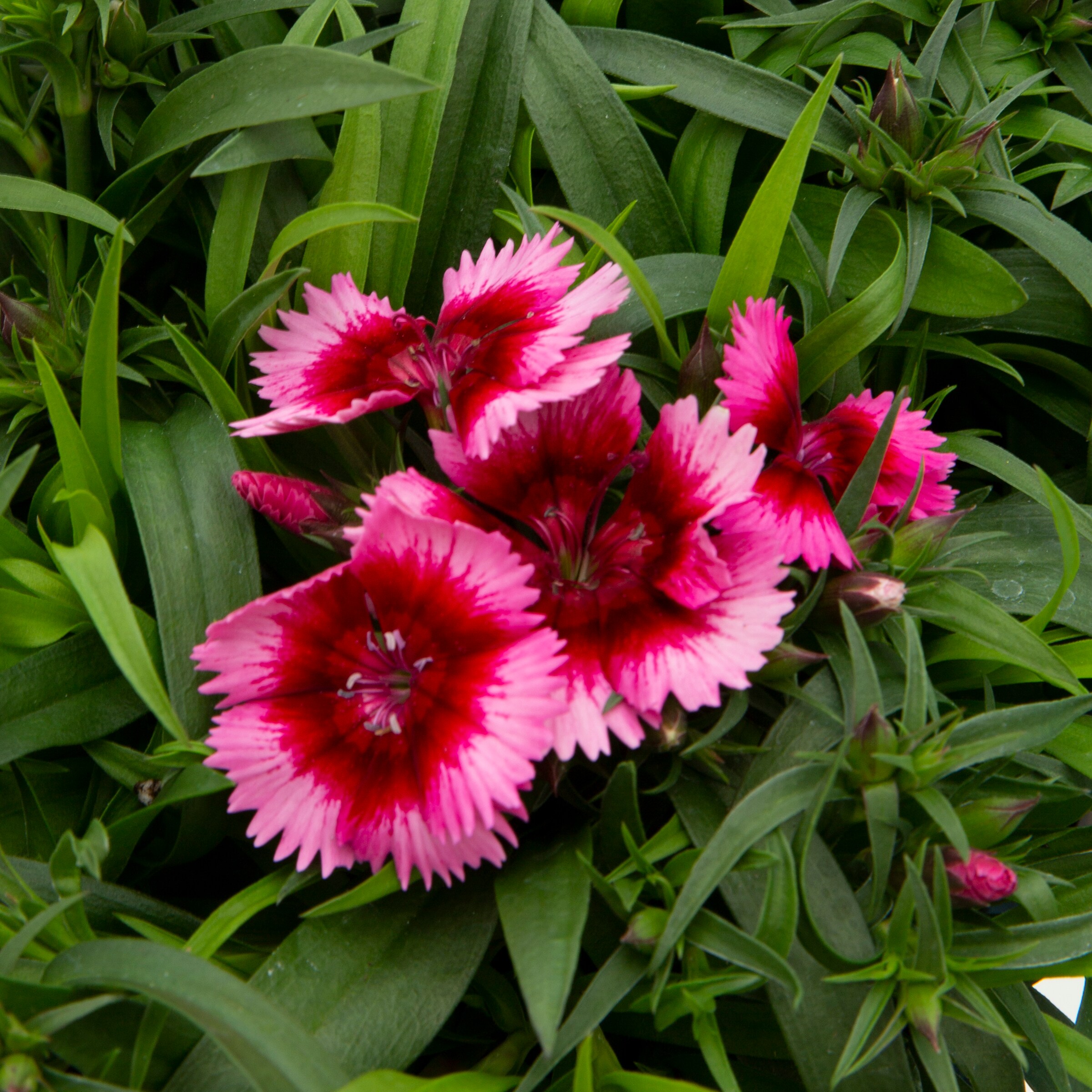 Lowe's Multicolor Dianthus in 1-Pint Pot in the Annuals department at ...