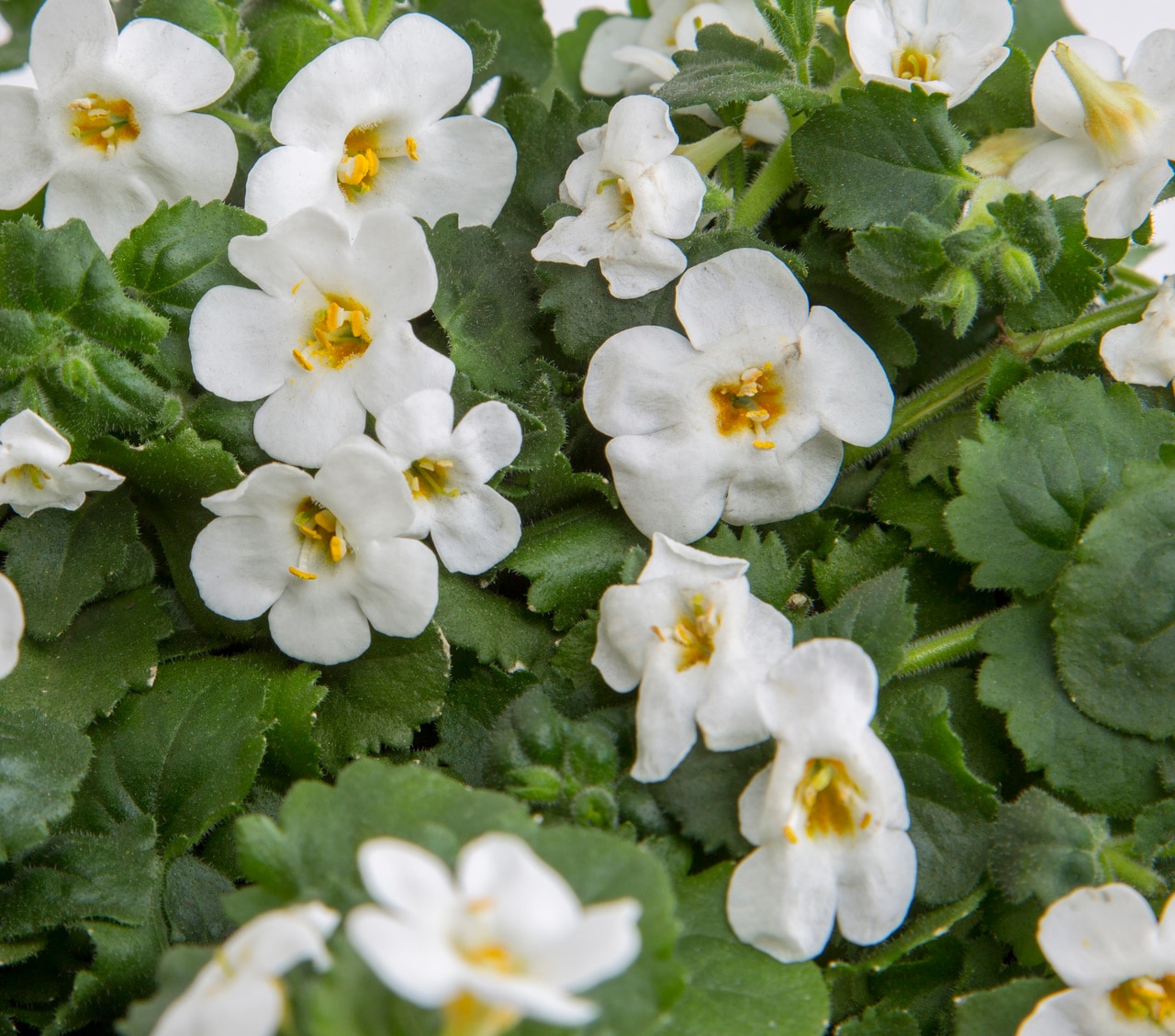 Monrovia 4810 annuals - View #2