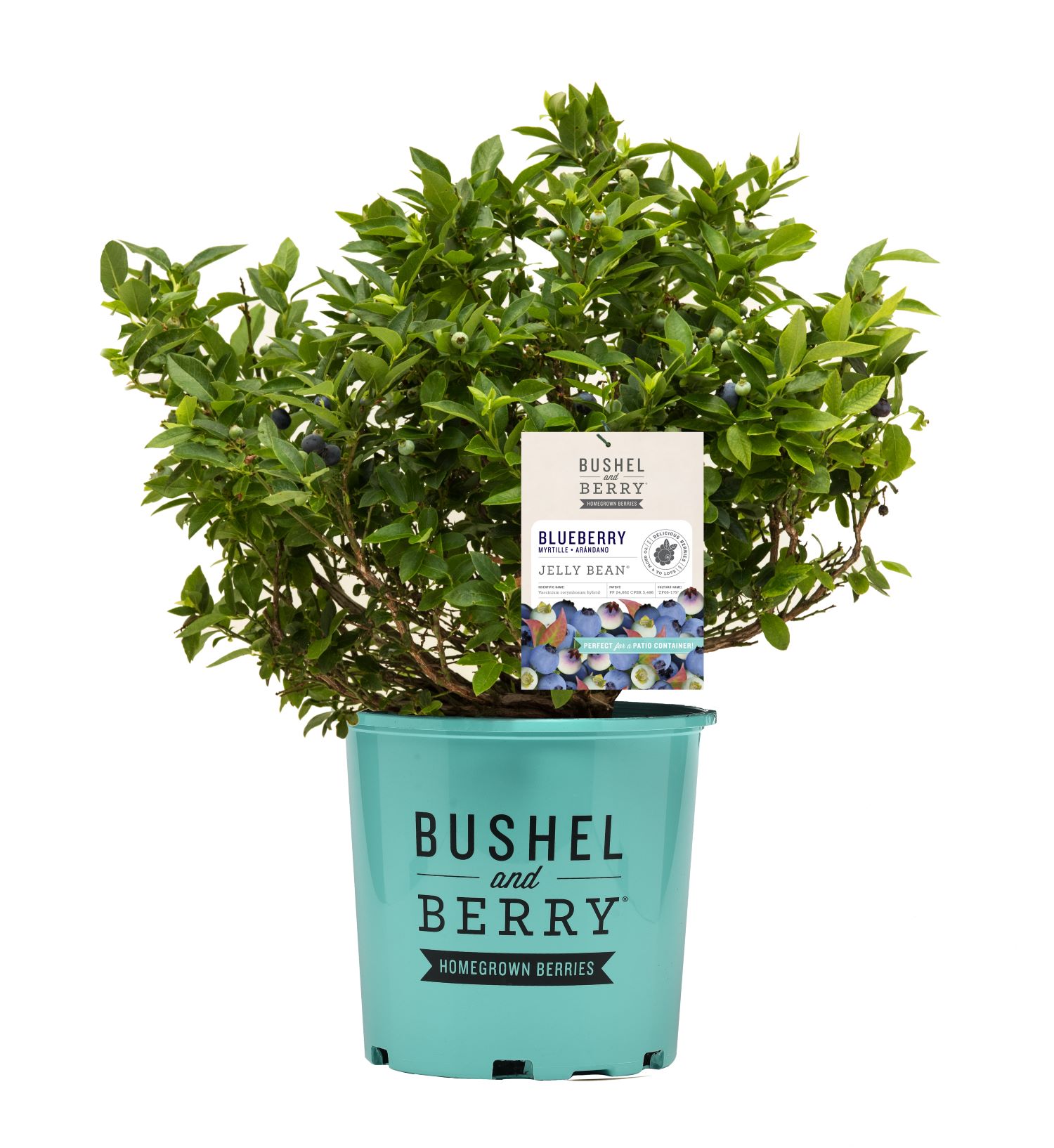 Bushel and Berry O895102 Blueberry Shrub in 2 -Gallon Pot 1 -Pack
