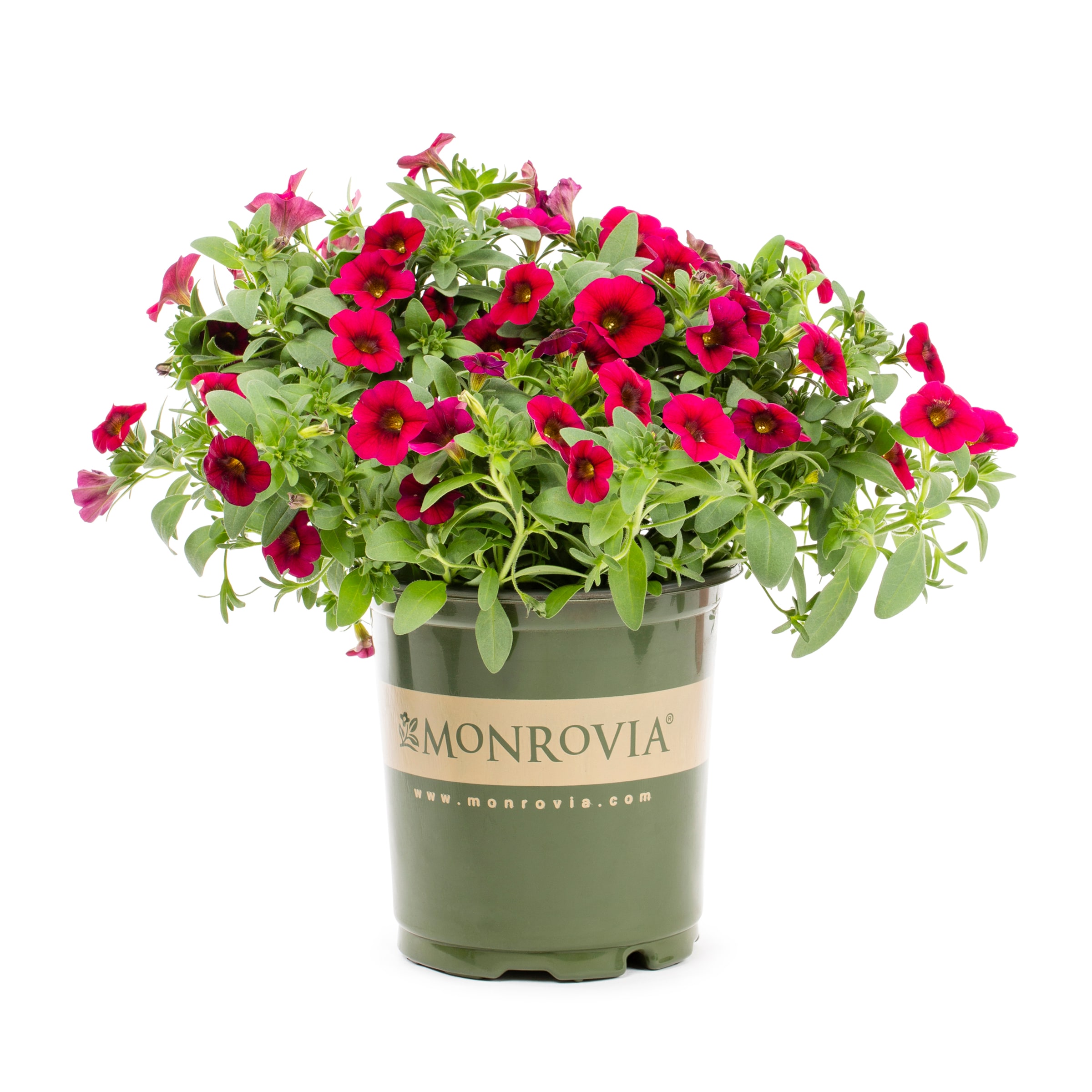 Lowe's 810075 Multicolor Petchoa in 2.5-Quart Pot