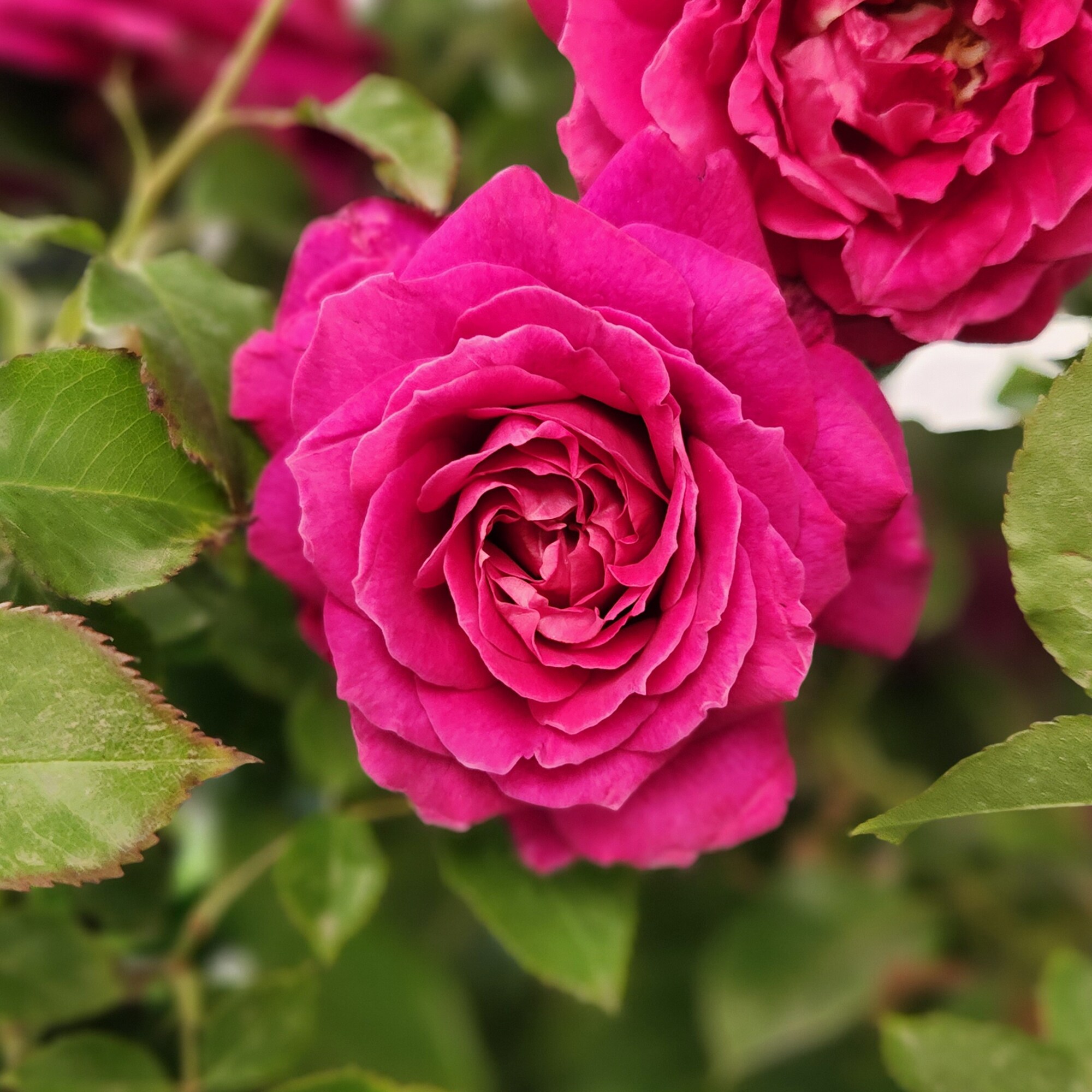 Altman Plants Pink True Bloom True Serenity 8-Quart in Pot in the Roses ...