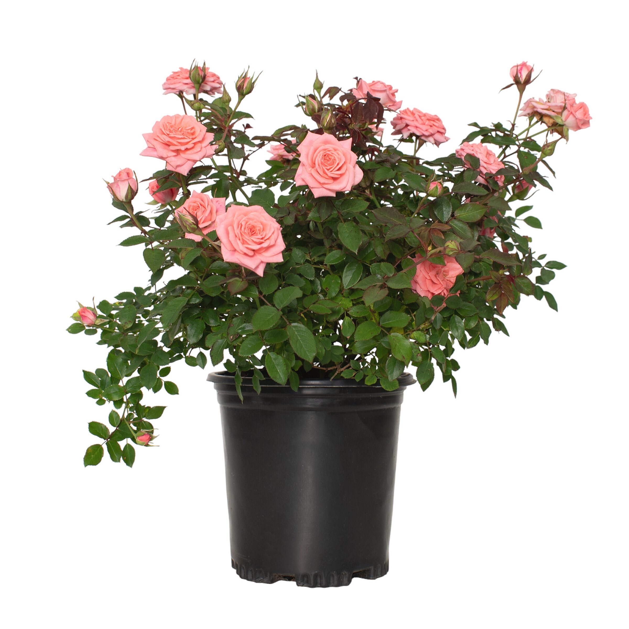 National Plant Network LW1799 roses - View #7