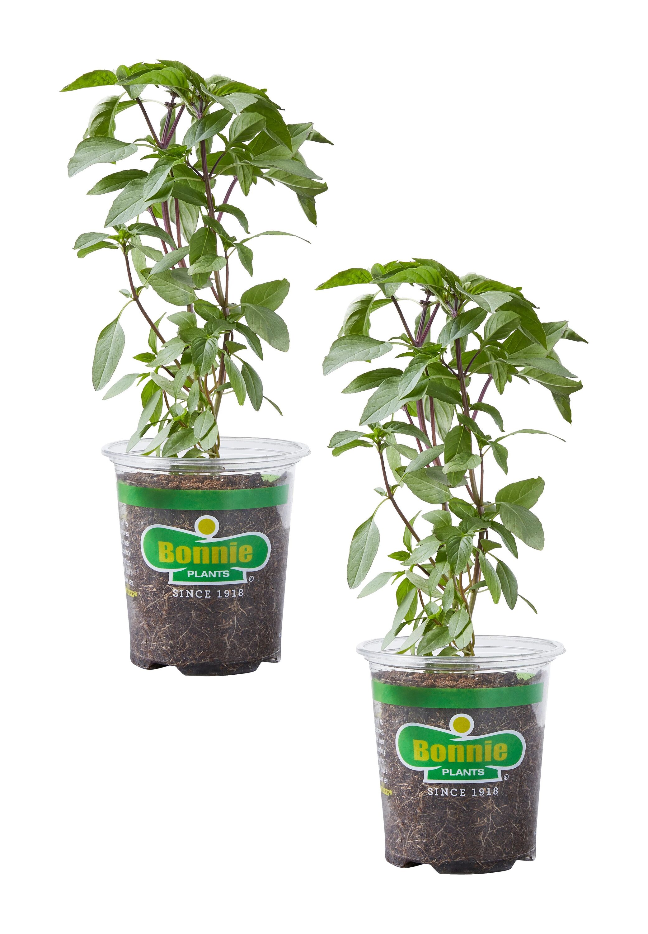 Bonnie Plants 2 Pack Thai Basil in 2 Pack Pot in the Herb Plants