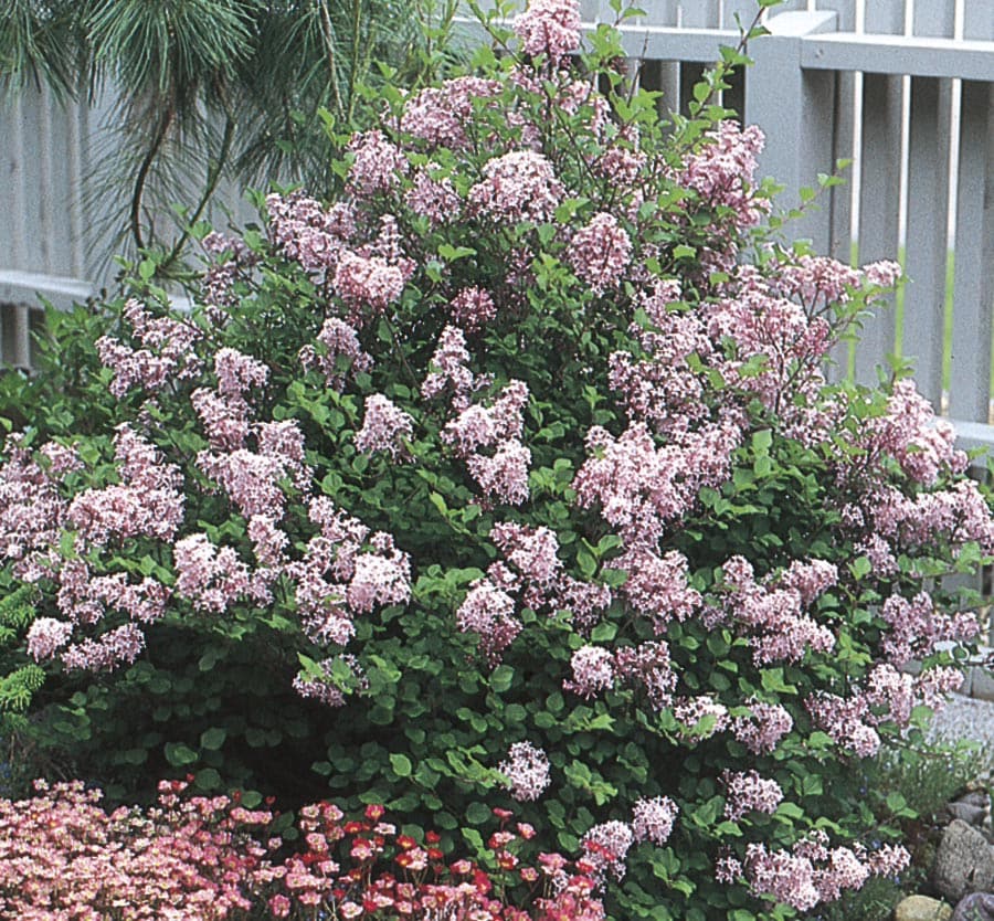 Lowes Lavender Dwarf Korean Lilac Flowering Shrub In 1 Gallon Pot At