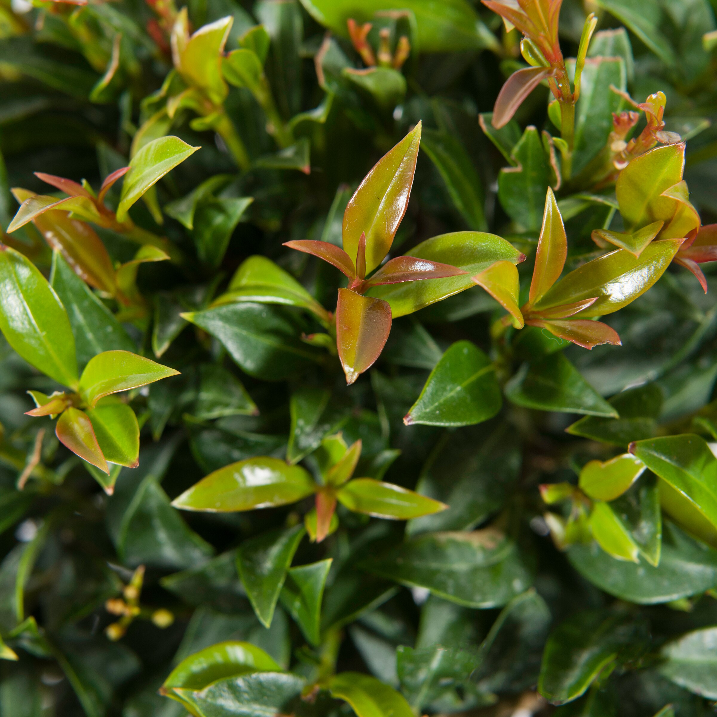 Lowe's 12026 shrubs - View #2