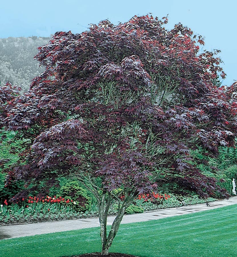 NURSERY 12.07-Gallon Yellow Feature Tree Bloodgood Japanese Maple In Pot (With Soil)