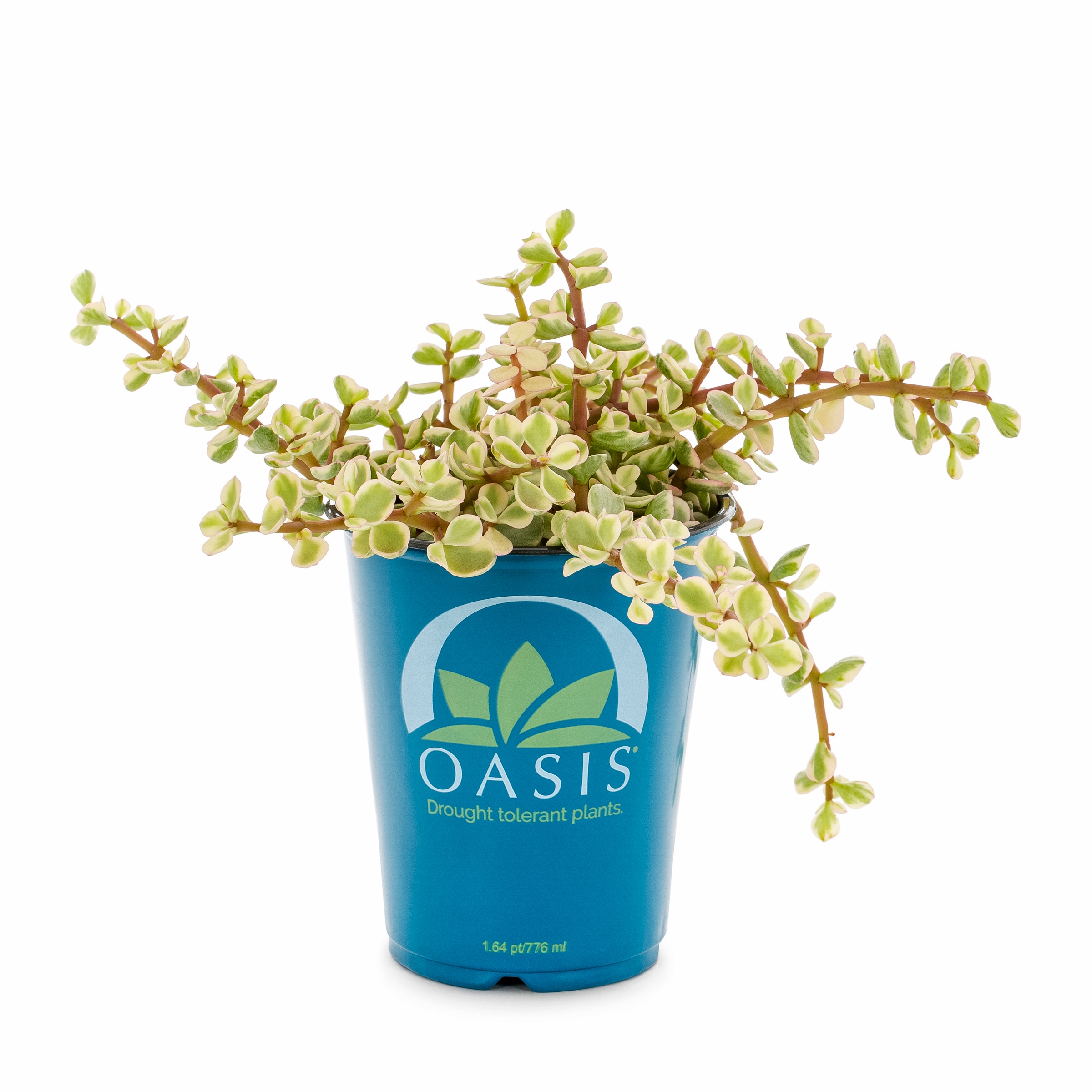 Lowe's 937381 Cacti-Succulents - View #10