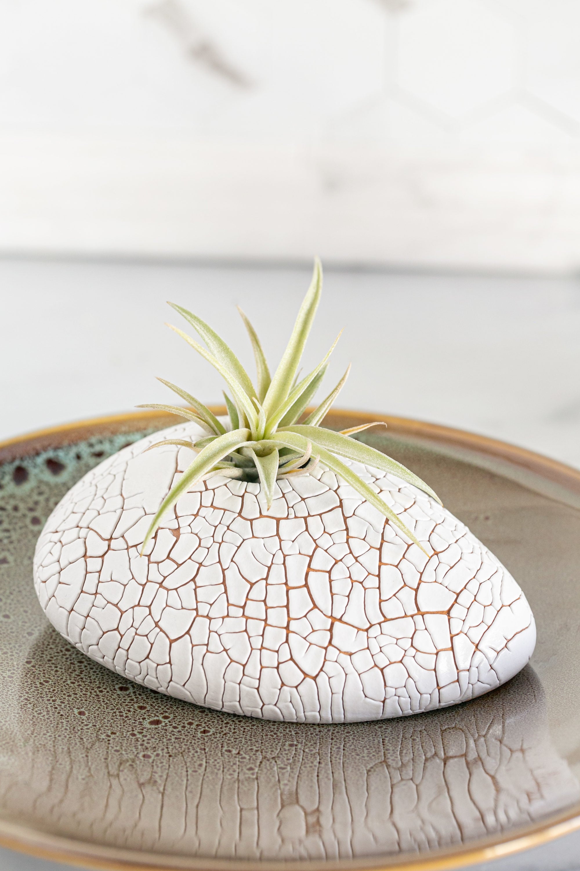 LiveTrends Gobi- Air Plant House Plant in 1-Pack Pot in the House ...