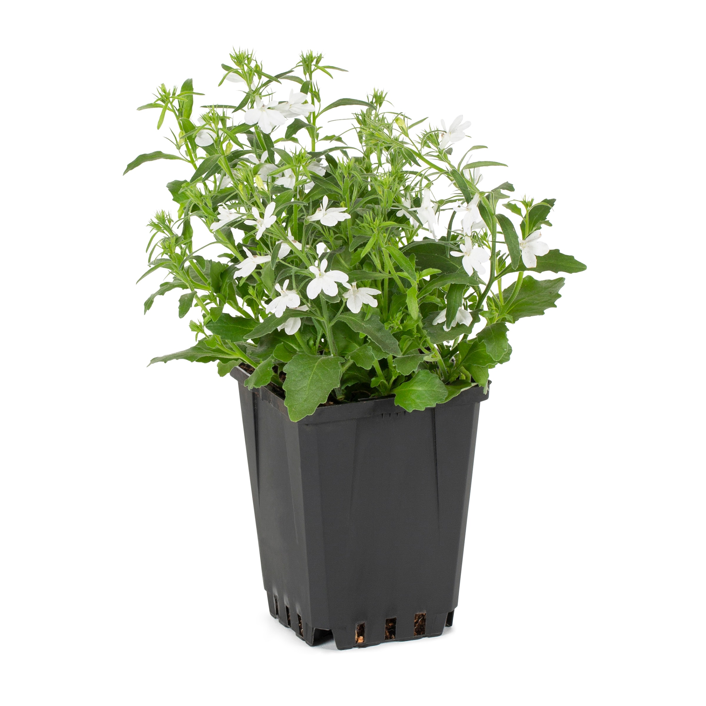 Lowe's NURSERY Lobelia in 1 Pint