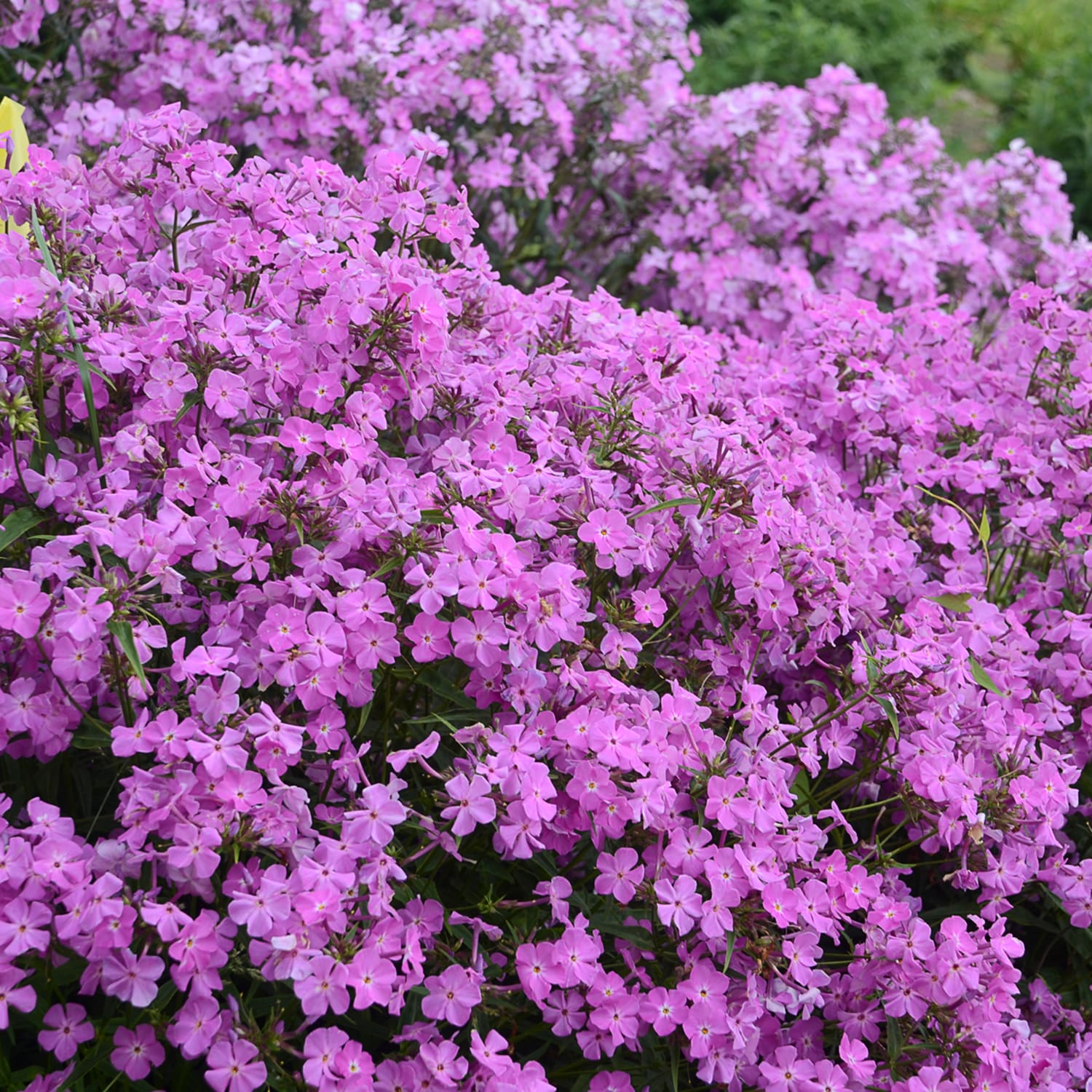 Proven Winners PHLPWP2156102 perennials - View #2