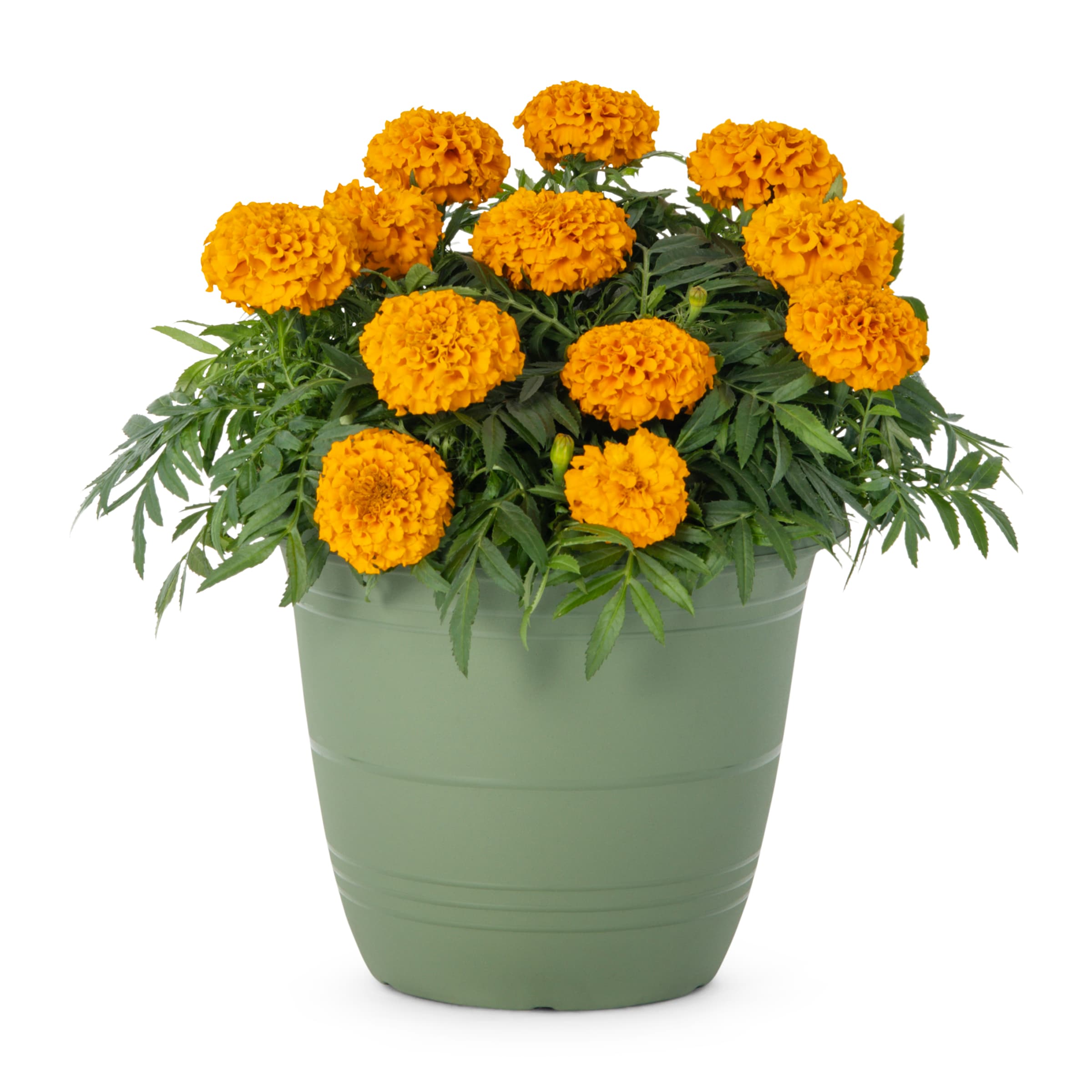 Lowe's NURSERY Multicolor Marigold in 1.75 Gallon(s) Planter 12 -Pack