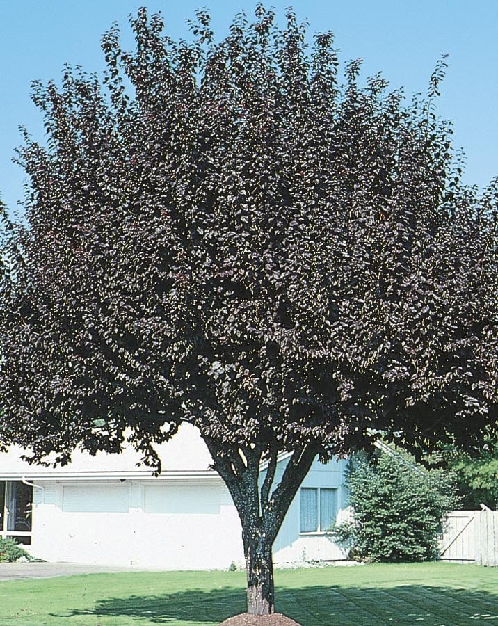  NURSERY 6-Gallon Pink Flowering Tree Newport Plum In Pot (With Soil)