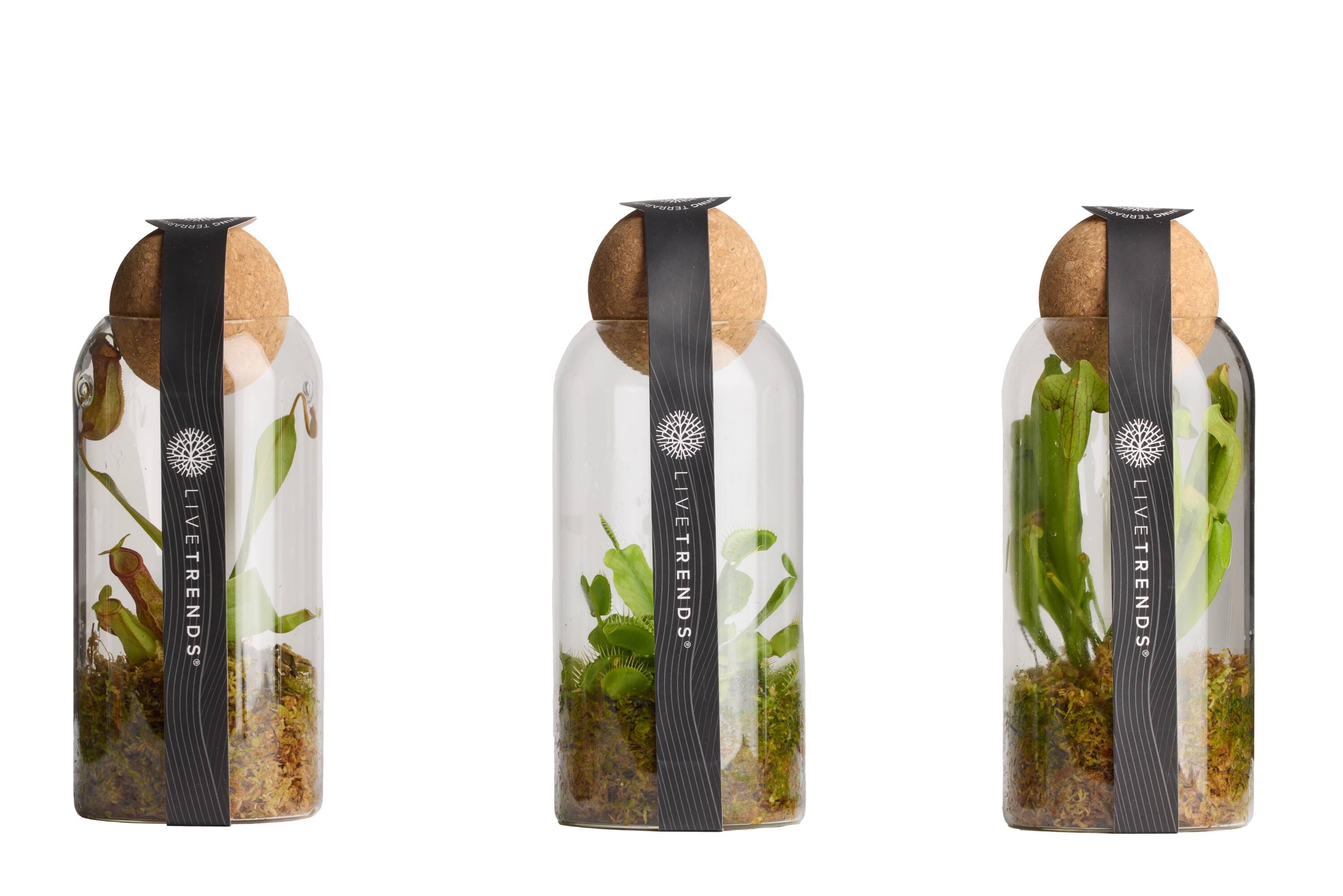 LiveTrends Carnivorous Blend - Assorted Carnivorous Foliage House plant in 1 -Pack Pot 1 -Pack #ASB08462