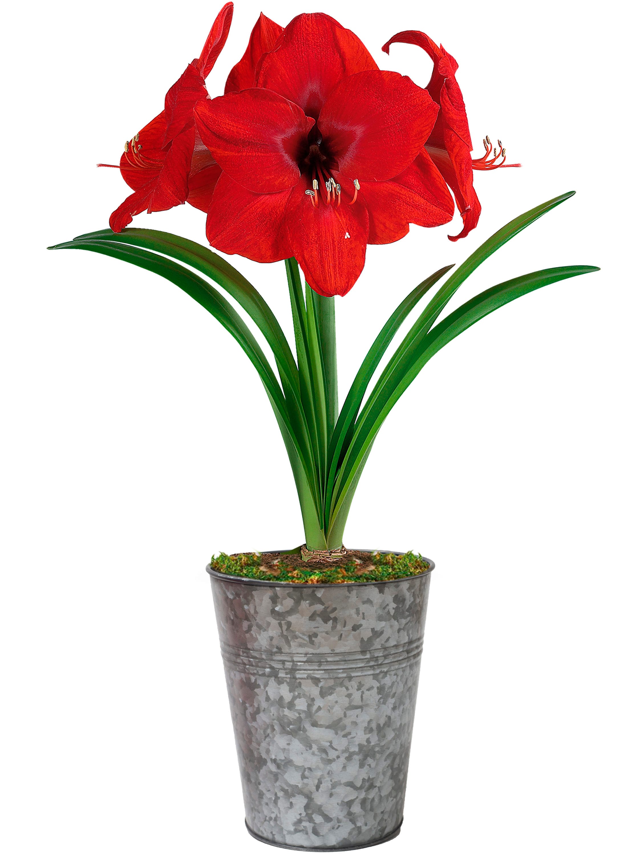 Garden State Bulb Red Lion Amaryllis Bulbs Planter Plant Bulbs department at Lowes.com