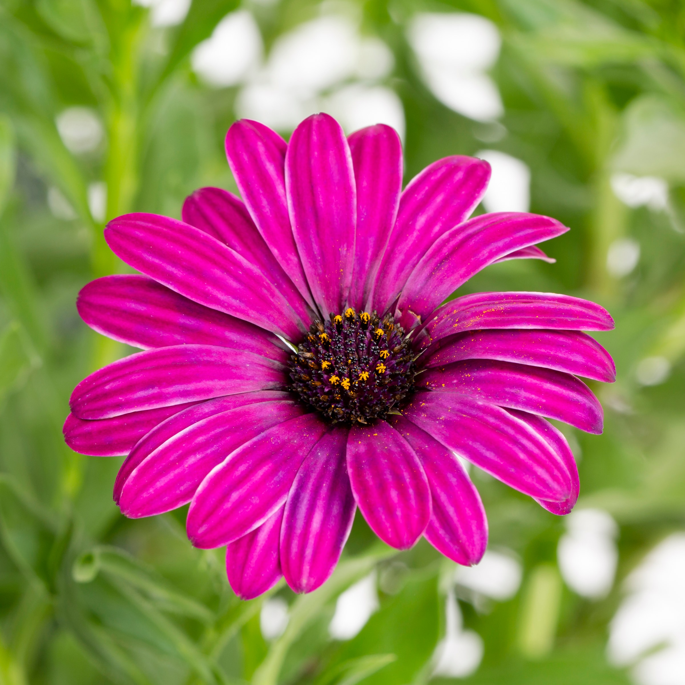 Lowe's 664161 annuals - View #2