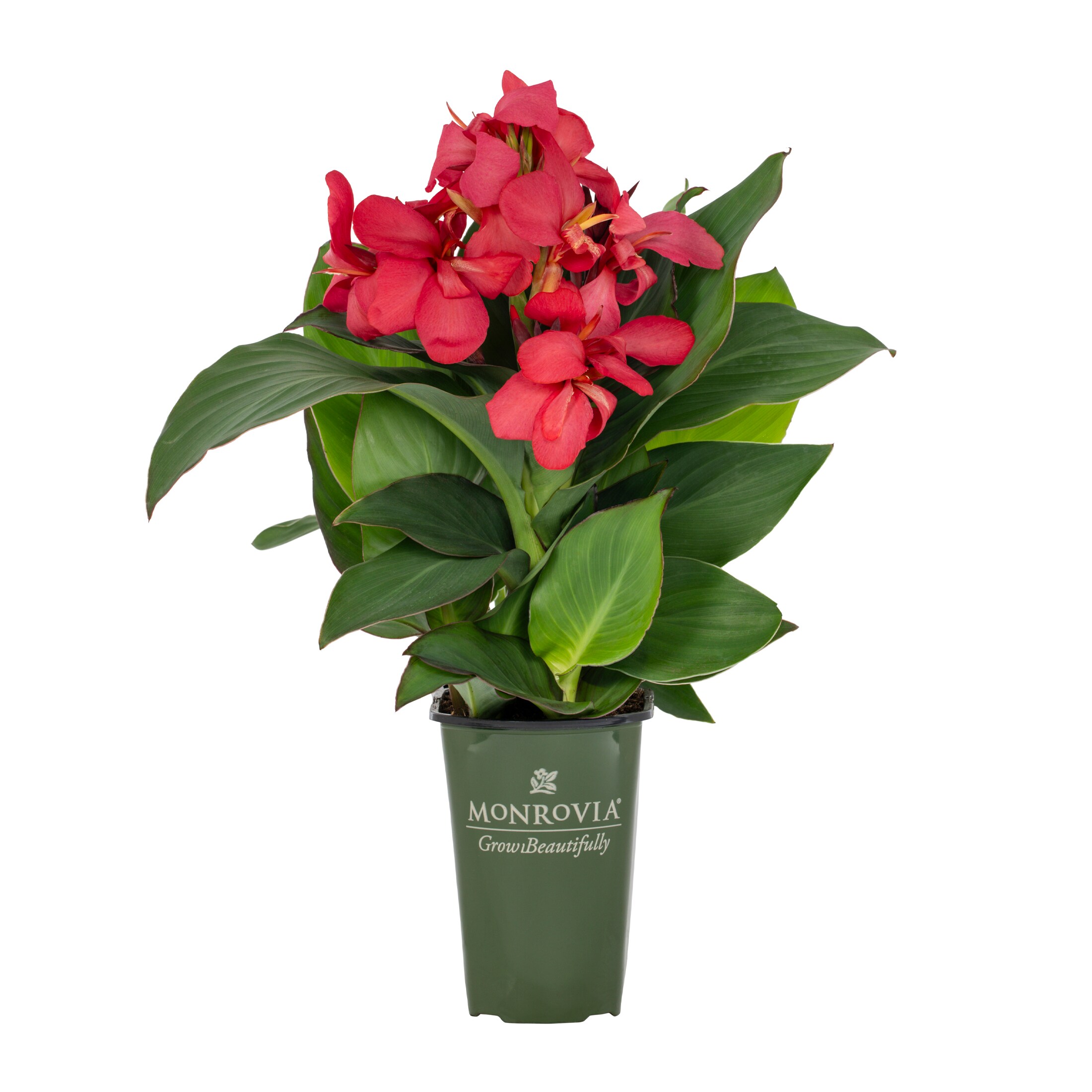 Monrovia 79150 perennials - View #6