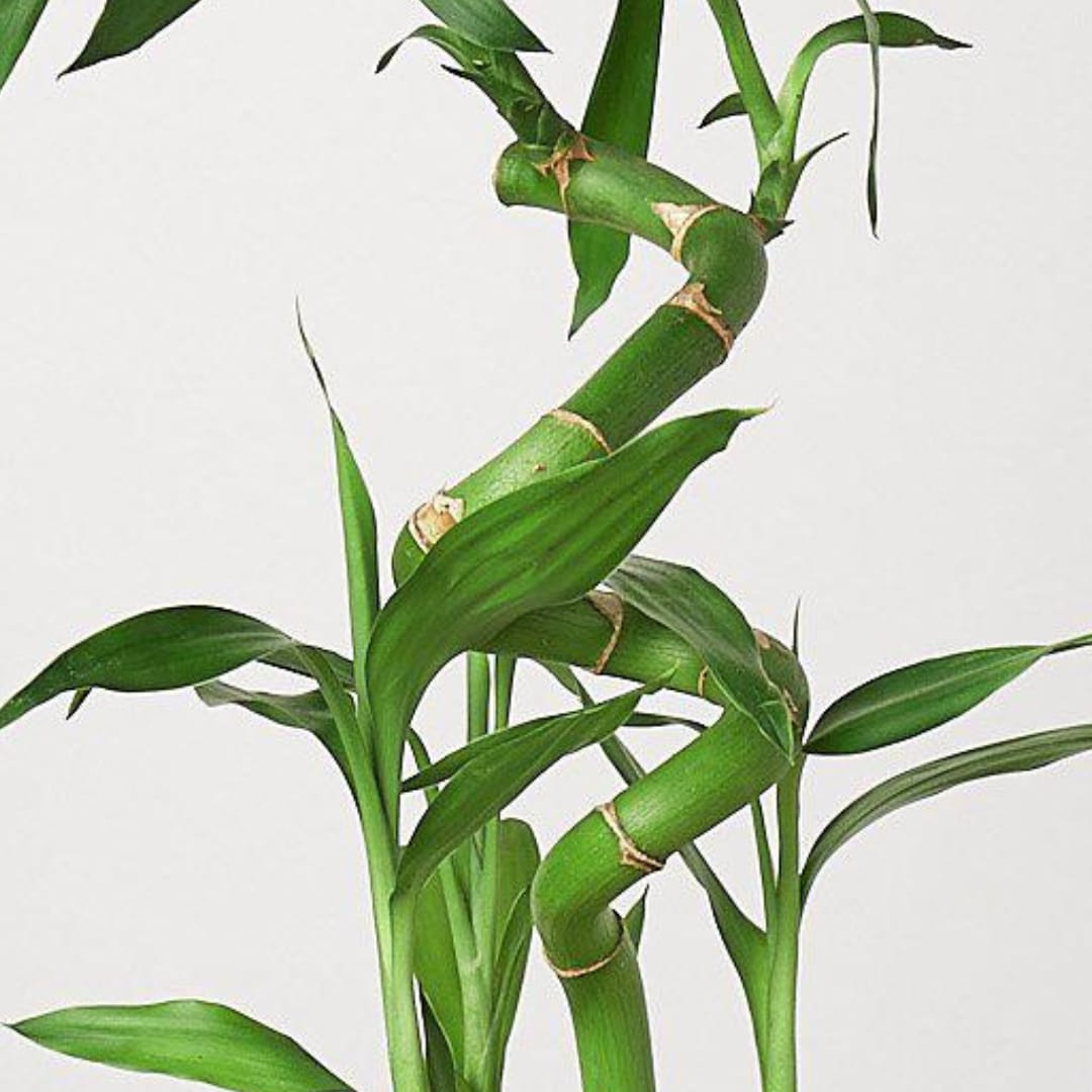 House Plant Shop 6-DRACAENA-LUCKYBAM hseplants - View #3