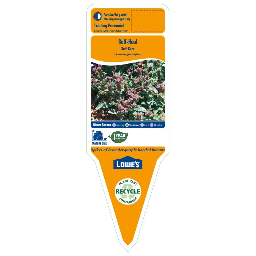 Lowe's NURSERY perennials - View #2