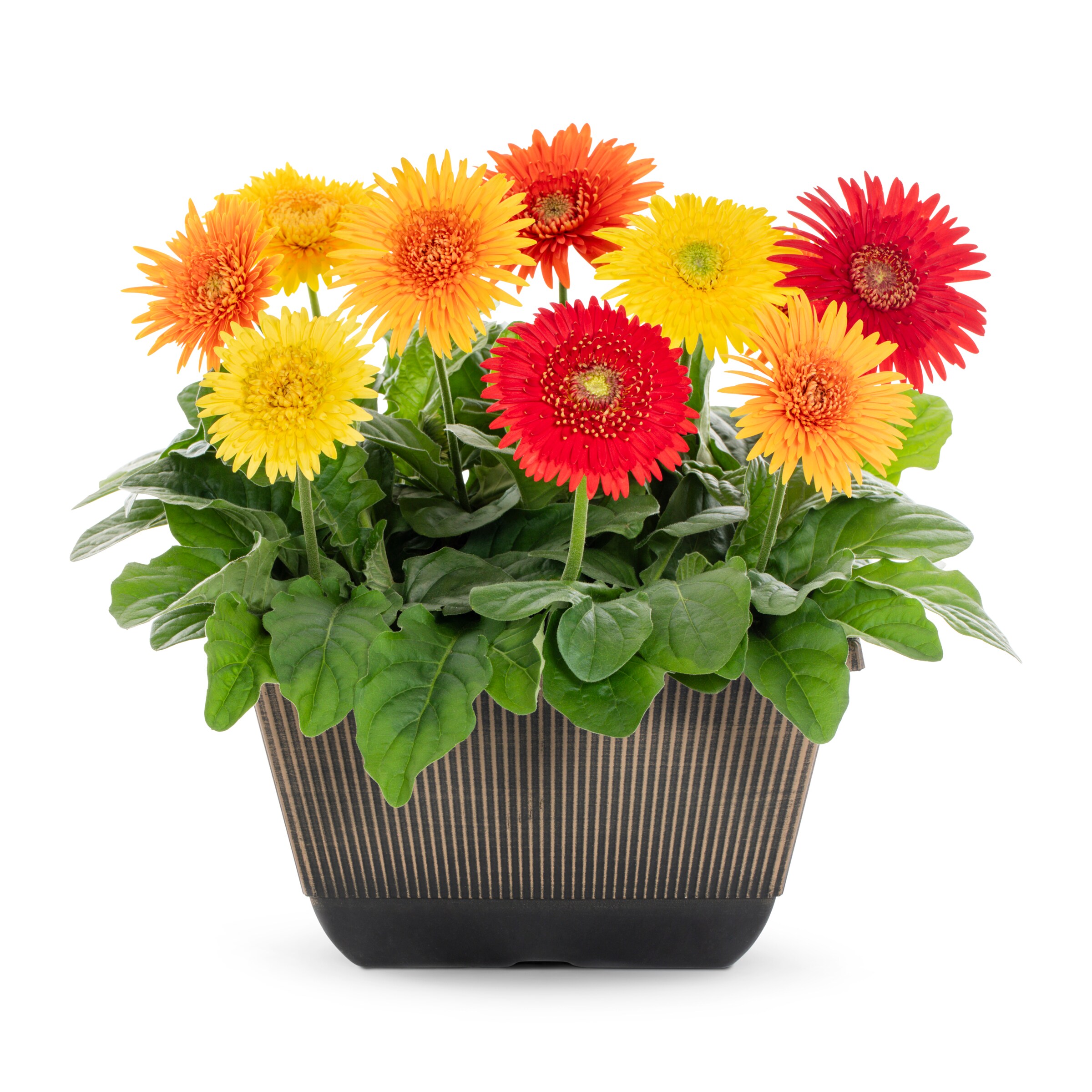 Lowe's NURSERY annuals - View #4