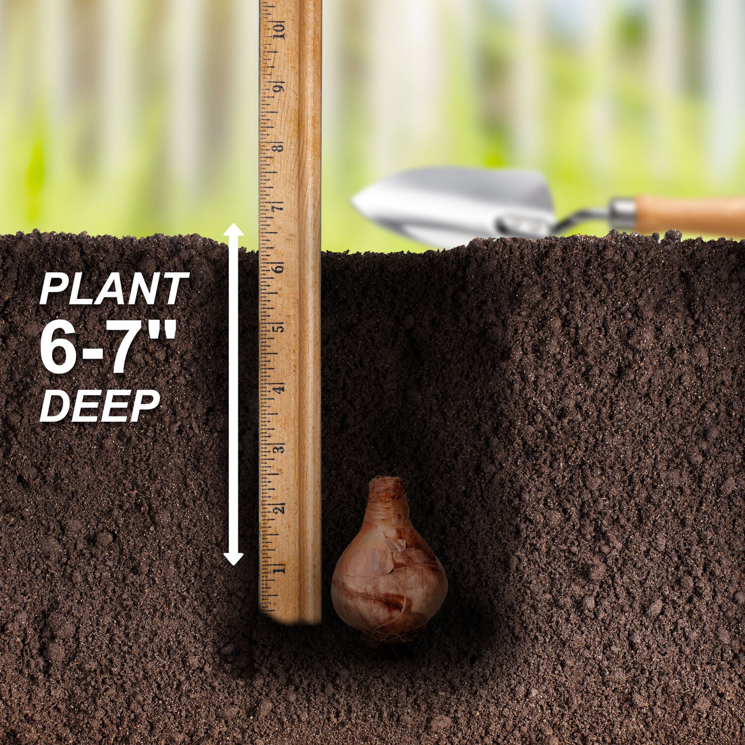 Garden State Bulb ECF-111-25-01 Plant-Bulbs - View #5