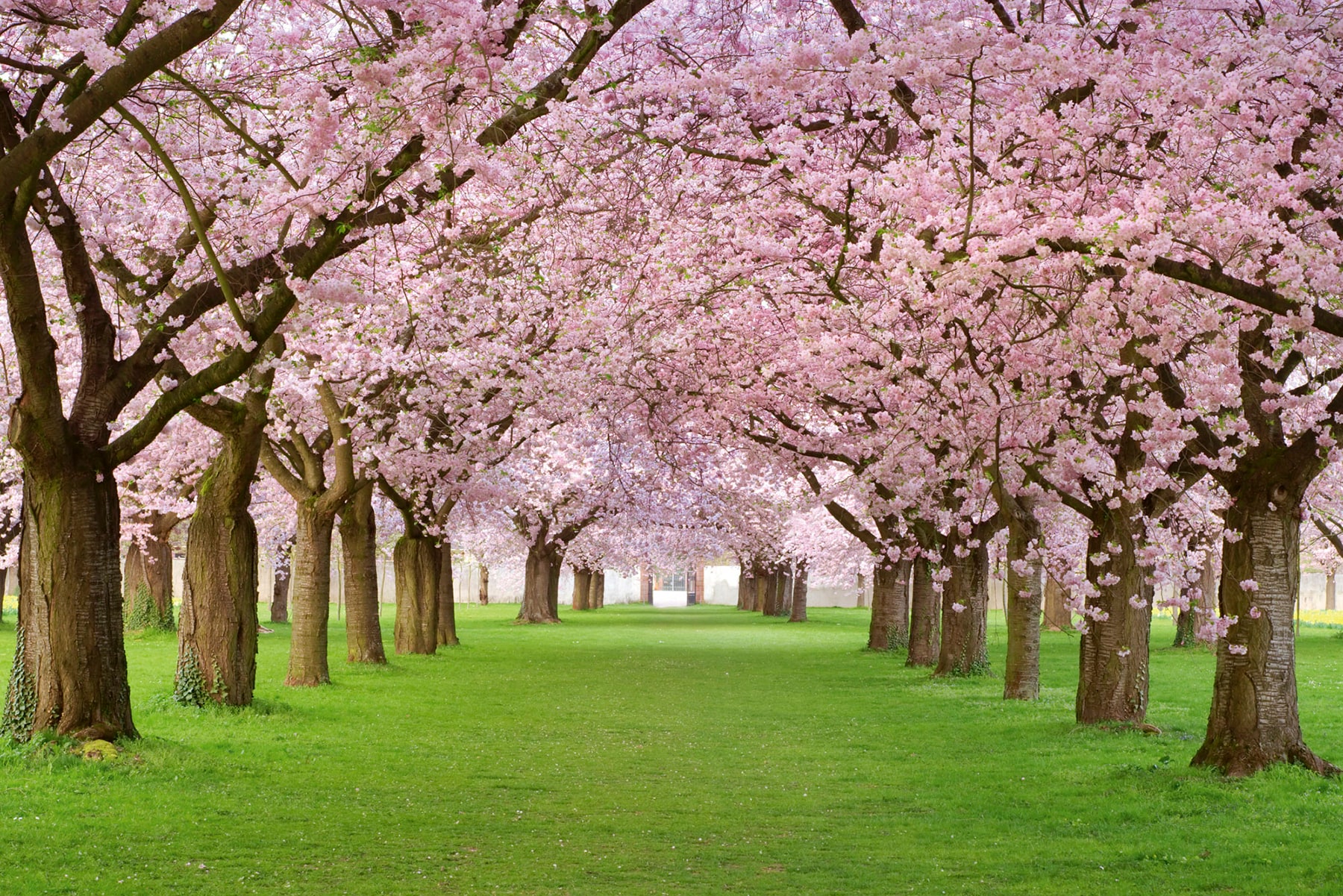 Dimex MS-5-0105 Cherry Trees Wall Mural