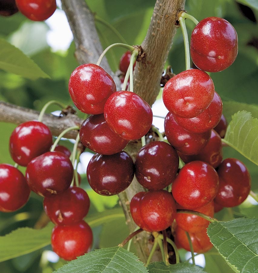 Lowe's NURSERY Semi-dwarf Cherry Plant