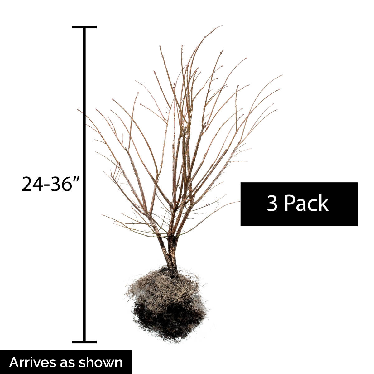 Spring Hill Nurseries 64549 shrubs - View #4